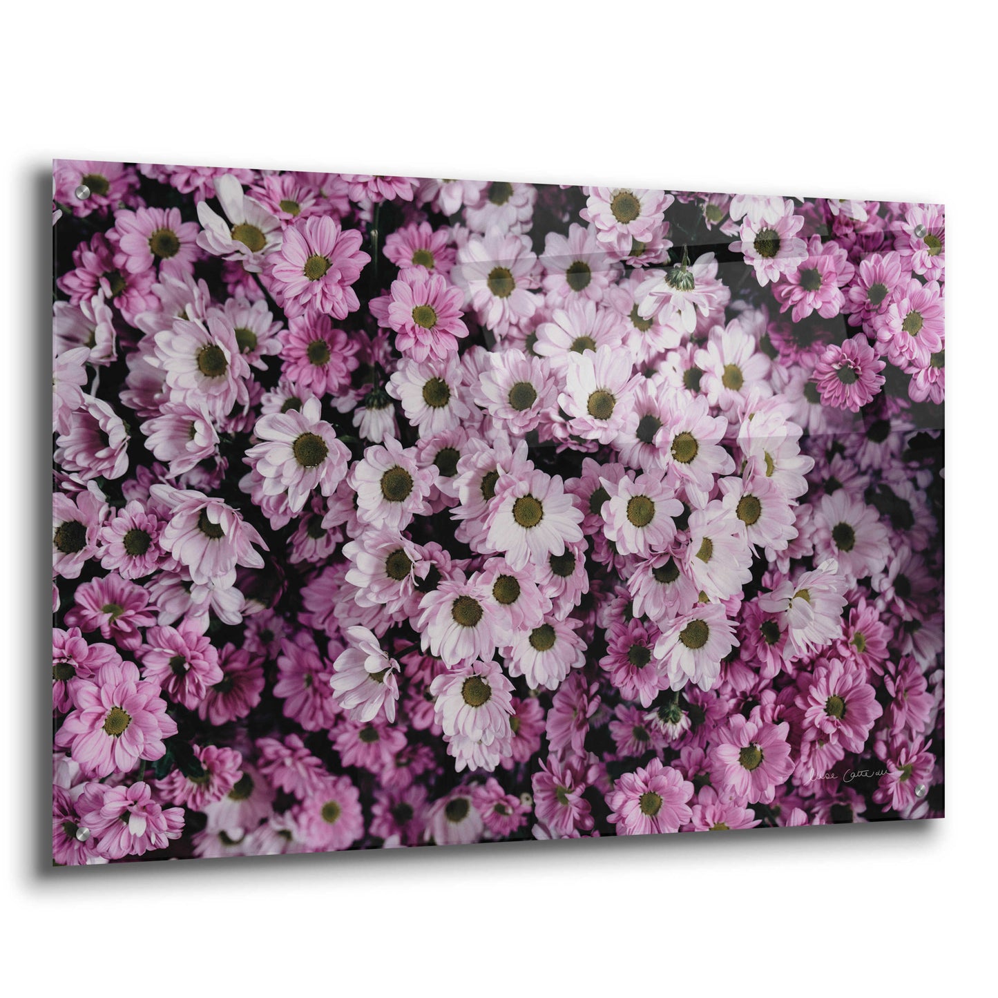 Epic Art 'Pale Daisies' by Elise Catterall, Acrylic Glass Wall Art,36x24