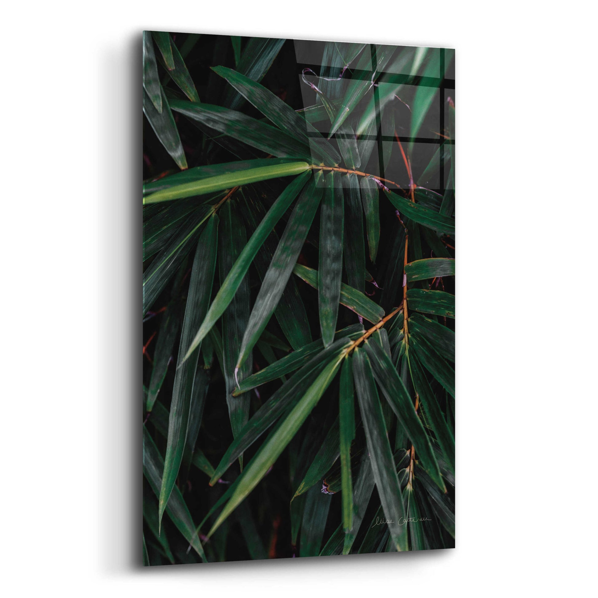 Epic Art 'Palm Detail' by Elise Catterall, Acrylic Glass Wall Art,12x16