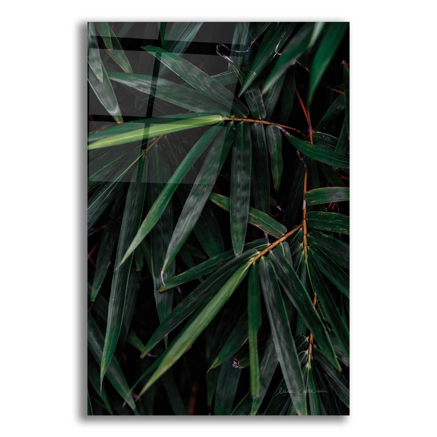 Epic Art 'Palm Detail' by Elise Catterall, Acrylic Glass Wall Art,12x16