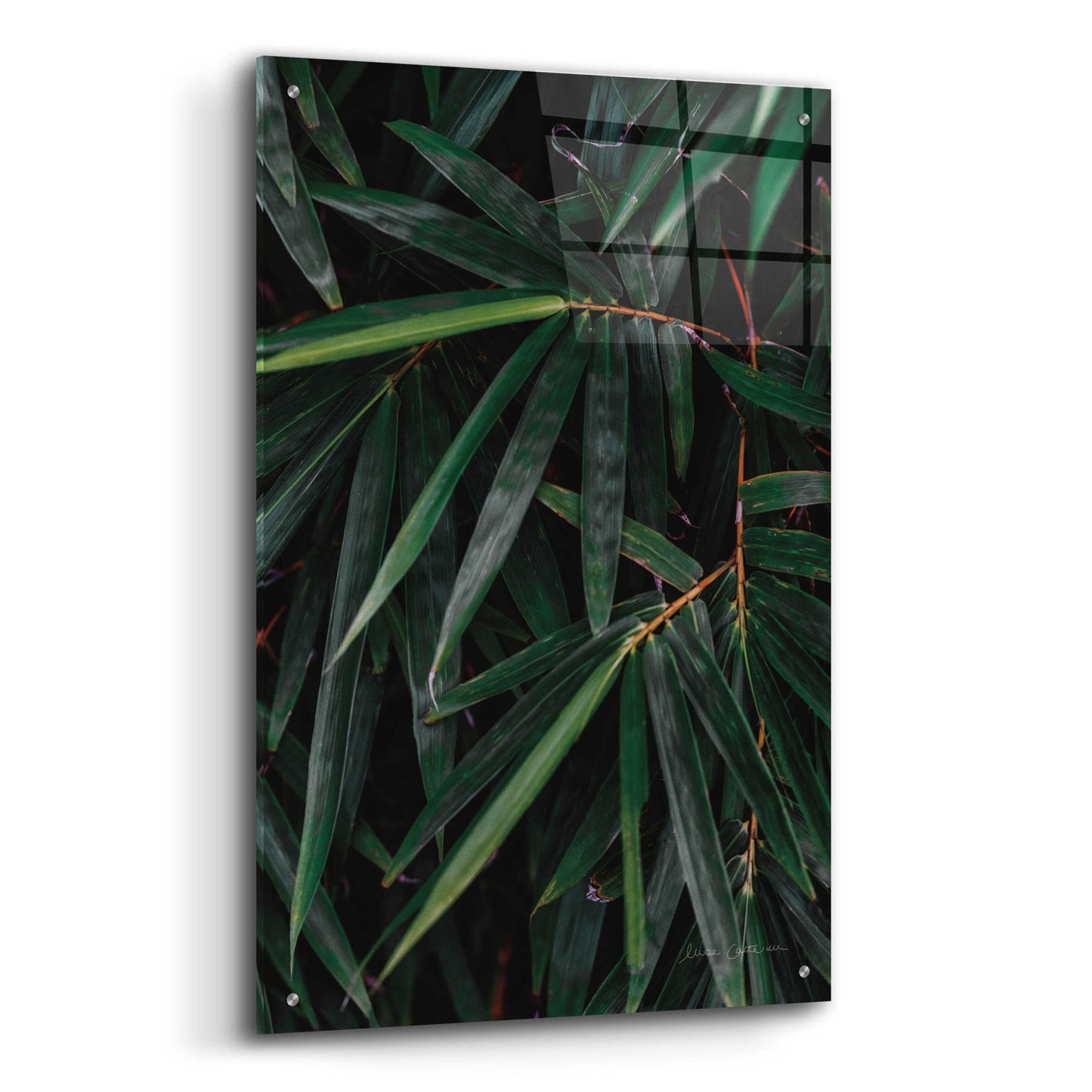 Epic Art 'Palm Detail' by Elise Catterall, Acrylic Glass Wall Art,24x36