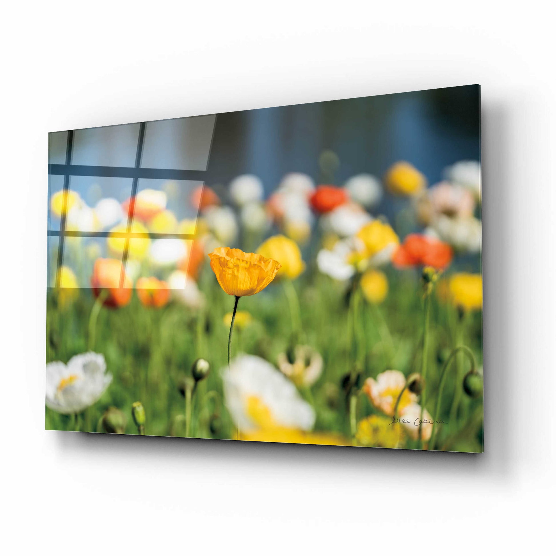 Epic Art 'Poppy Field' by Elise Catterall, Acrylic Glass Wall Art,16x12