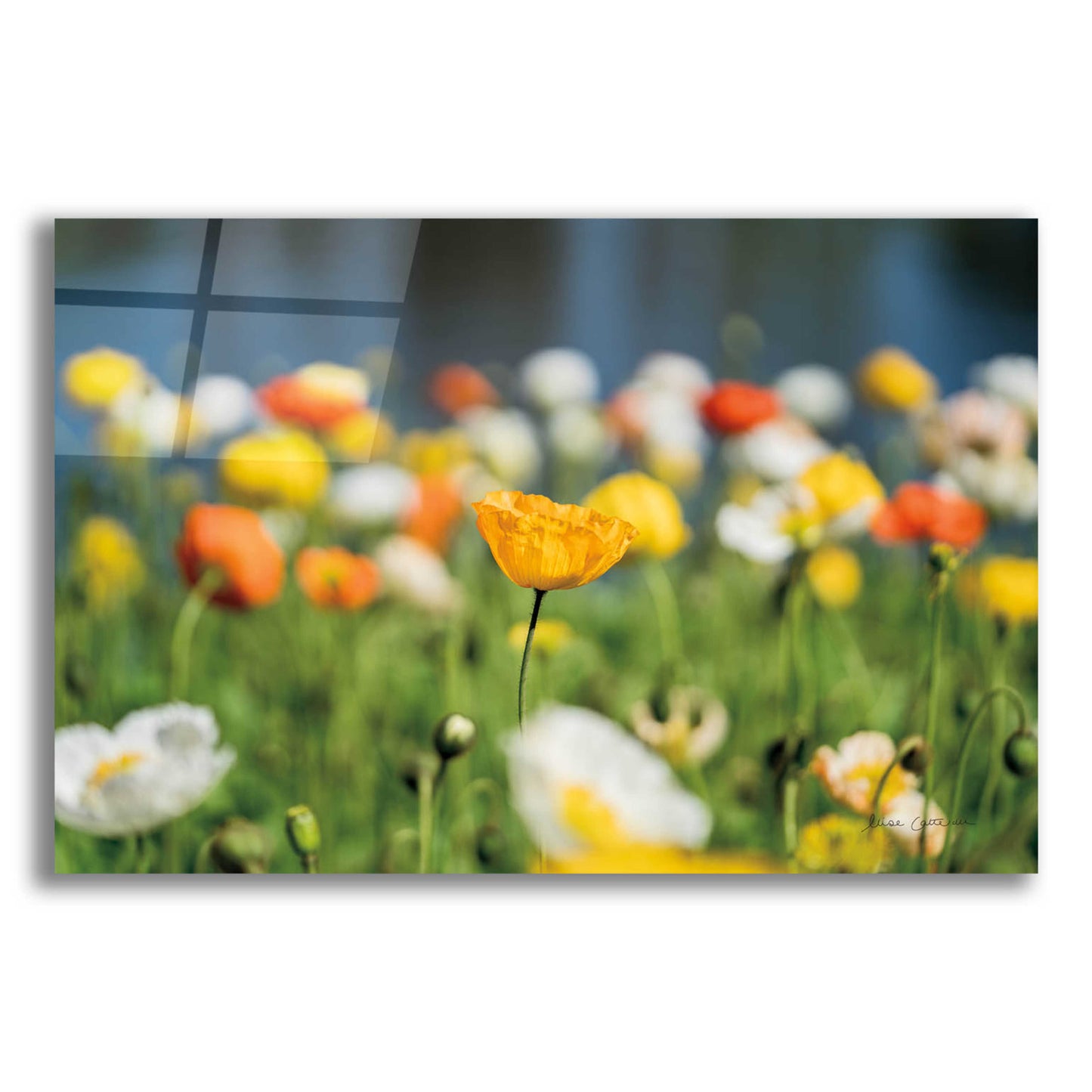 Epic Art 'Poppy Field' by Elise Catterall, Acrylic Glass Wall Art