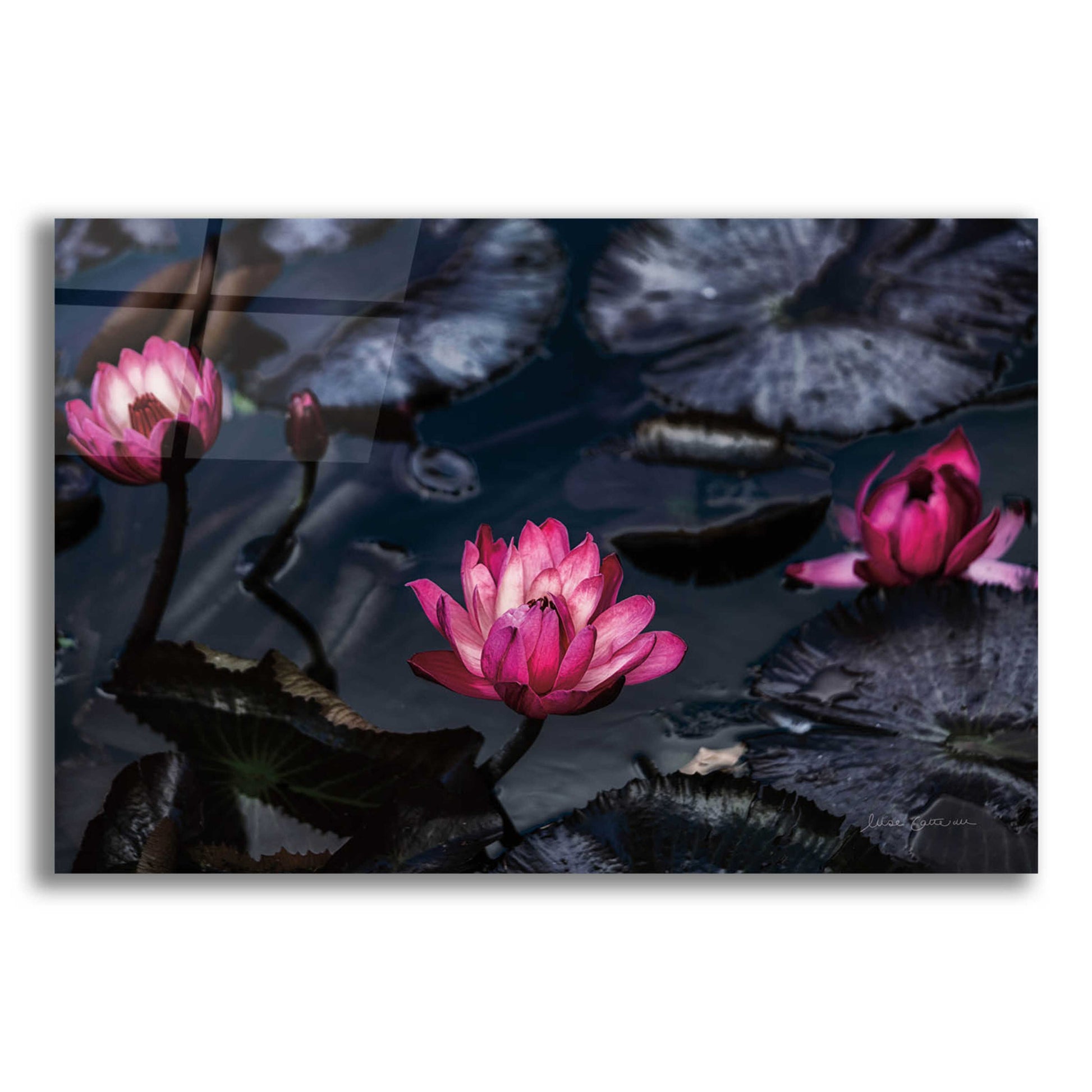 Epic Art 'Waterlilies' by Elise Catterall, Acrylic Glass Wall Art,16x12