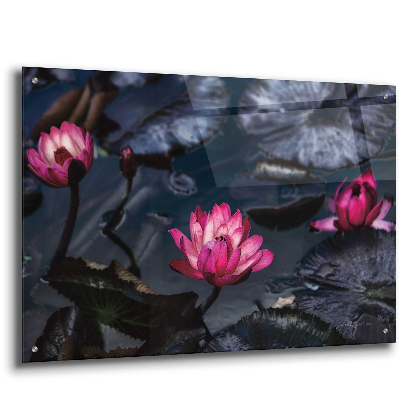 Epic Art 'Waterlilies' by Elise Catterall, Acrylic Glass Wall Art,36x24