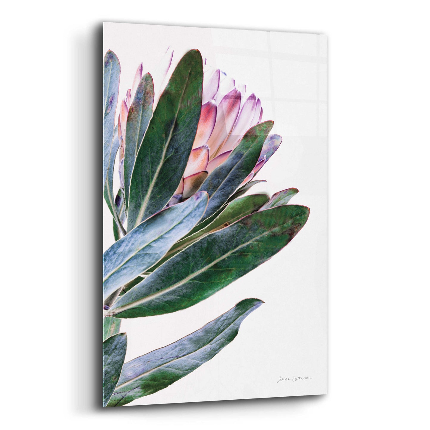 Epic Art 'Protea in Leaf' by Elise Catterall, Acrylic Glass Wall Art,12x16