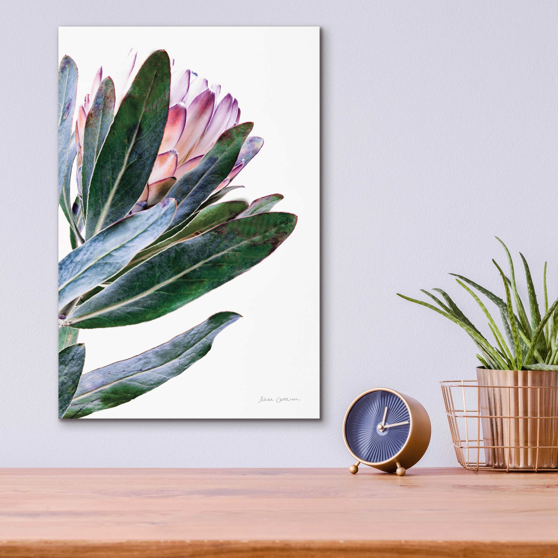 Epic Art 'Protea in Leaf' by Elise Catterall, Acrylic Glass Wall Art,12x16