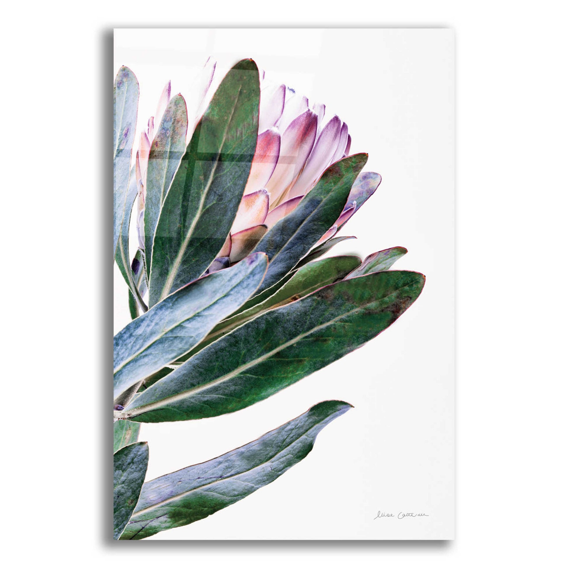 Epic Art 'Protea in Leaf' by Elise Catterall, Acrylic Glass Wall Art,12x16