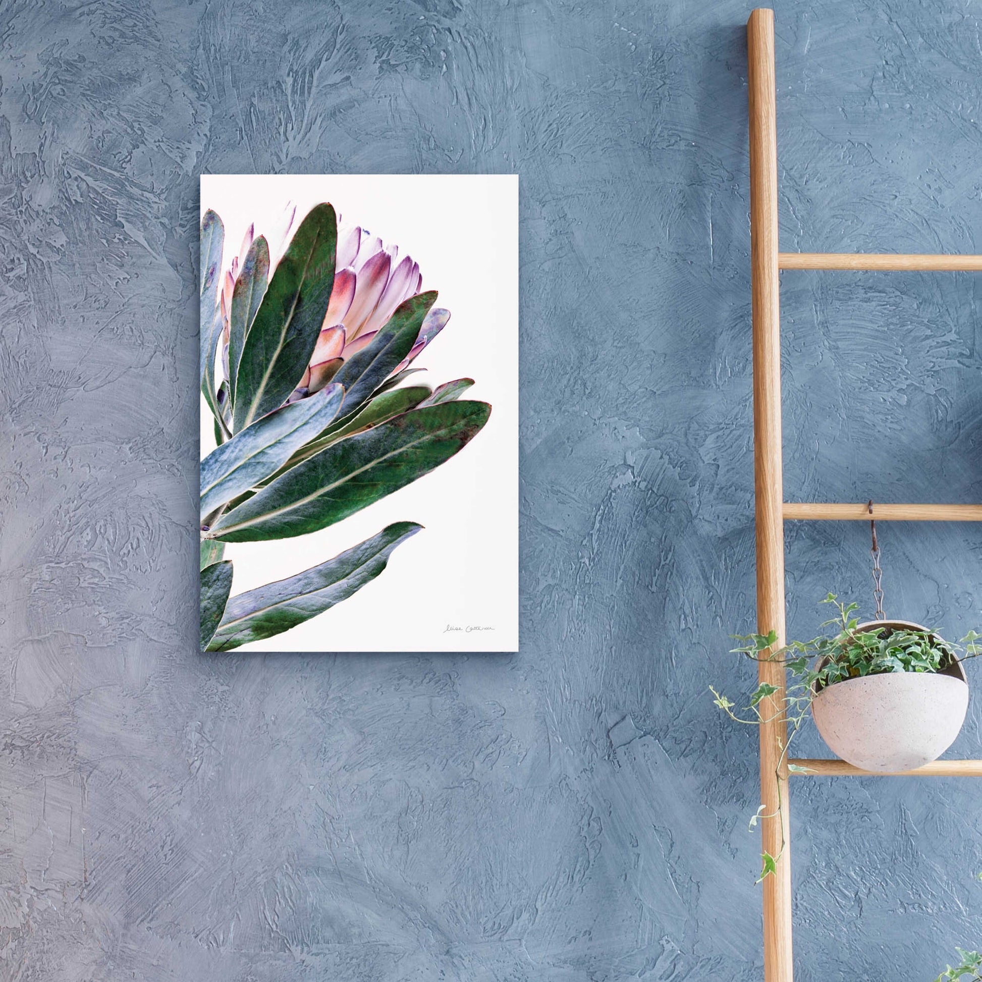 Epic Art 'Protea in Leaf' by Elise Catterall, Acrylic Glass Wall Art,16x24