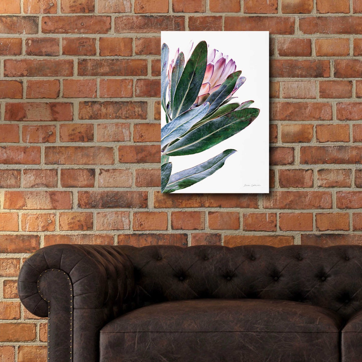 Epic Art 'Protea in Leaf' by Elise Catterall, Acrylic Glass Wall Art,16x24