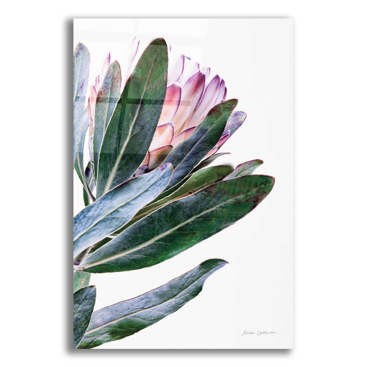 Epic Art 'Protea in Leaf' by Elise Catterall, Acrylic Glass Wall Art,16x24