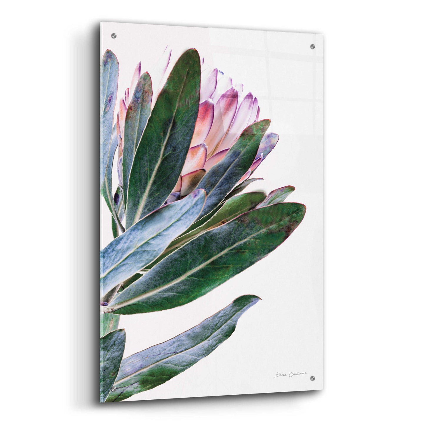 Epic Art 'Protea in Leaf' by Elise Catterall, Acrylic Glass Wall Art,24x36