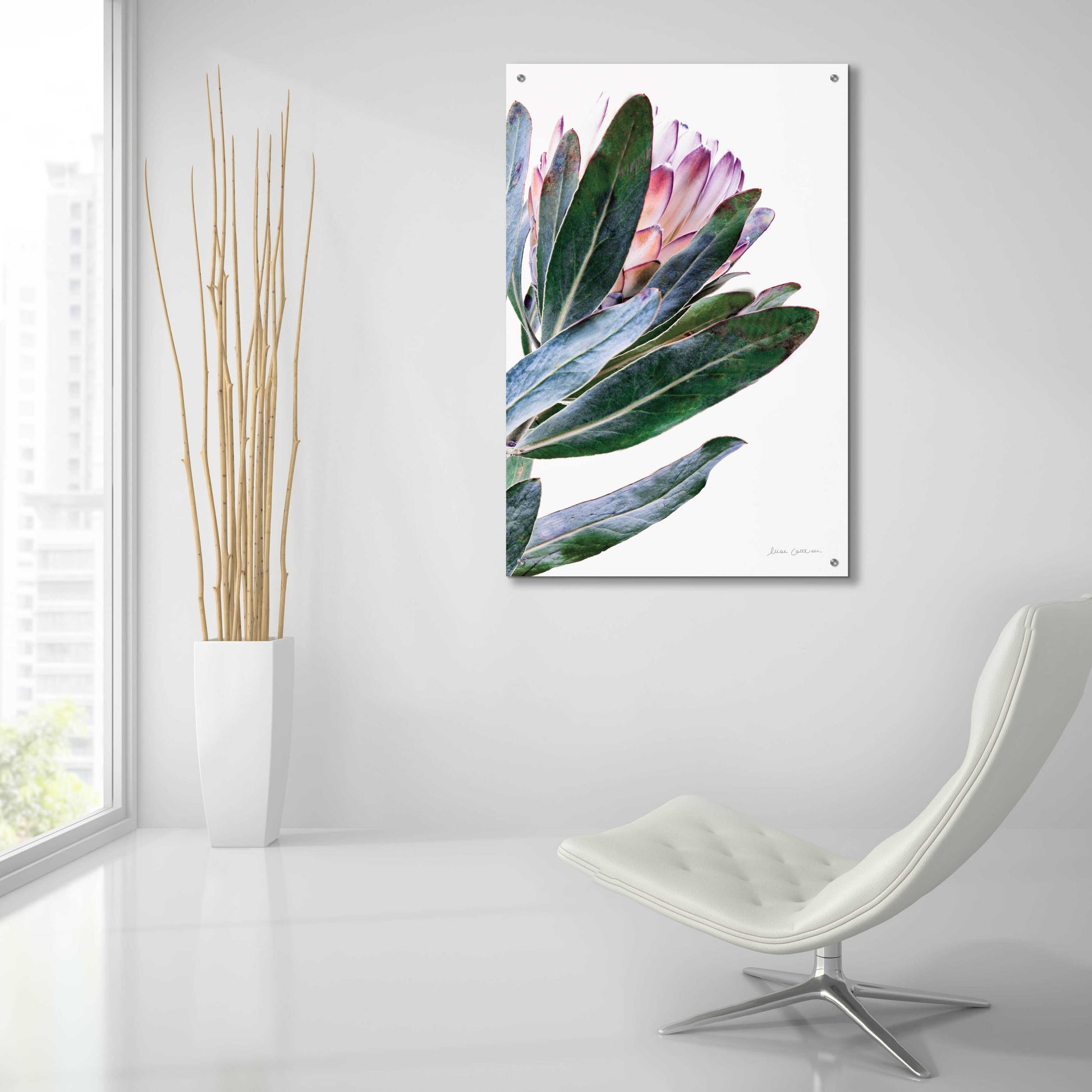 Epic Art 'Protea in Leaf' by Elise Catterall, Acrylic Glass Wall Art,24x36