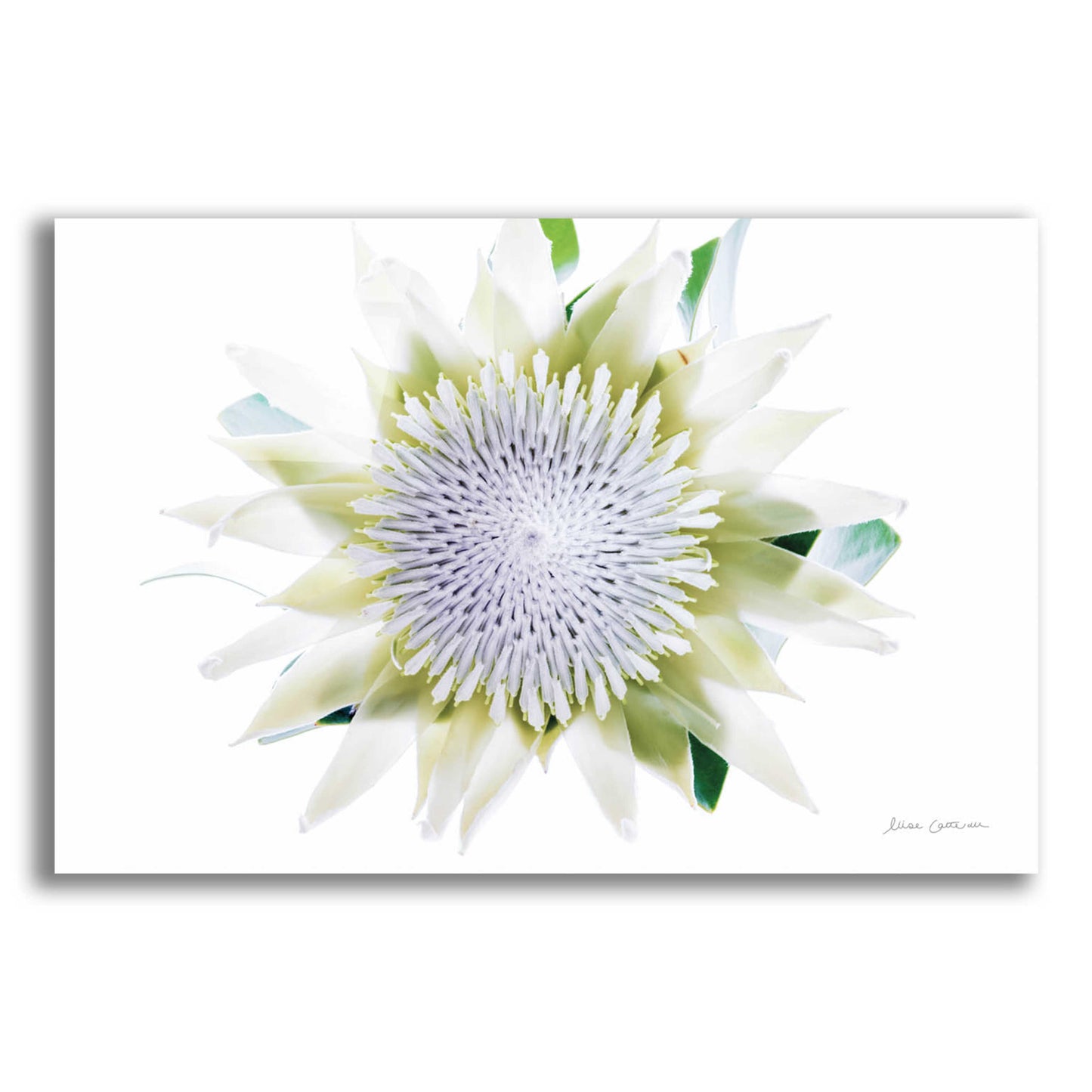 Epic Art 'Protea Center I' by Elise Catterall, Acrylic Glass Wall Art,16x12