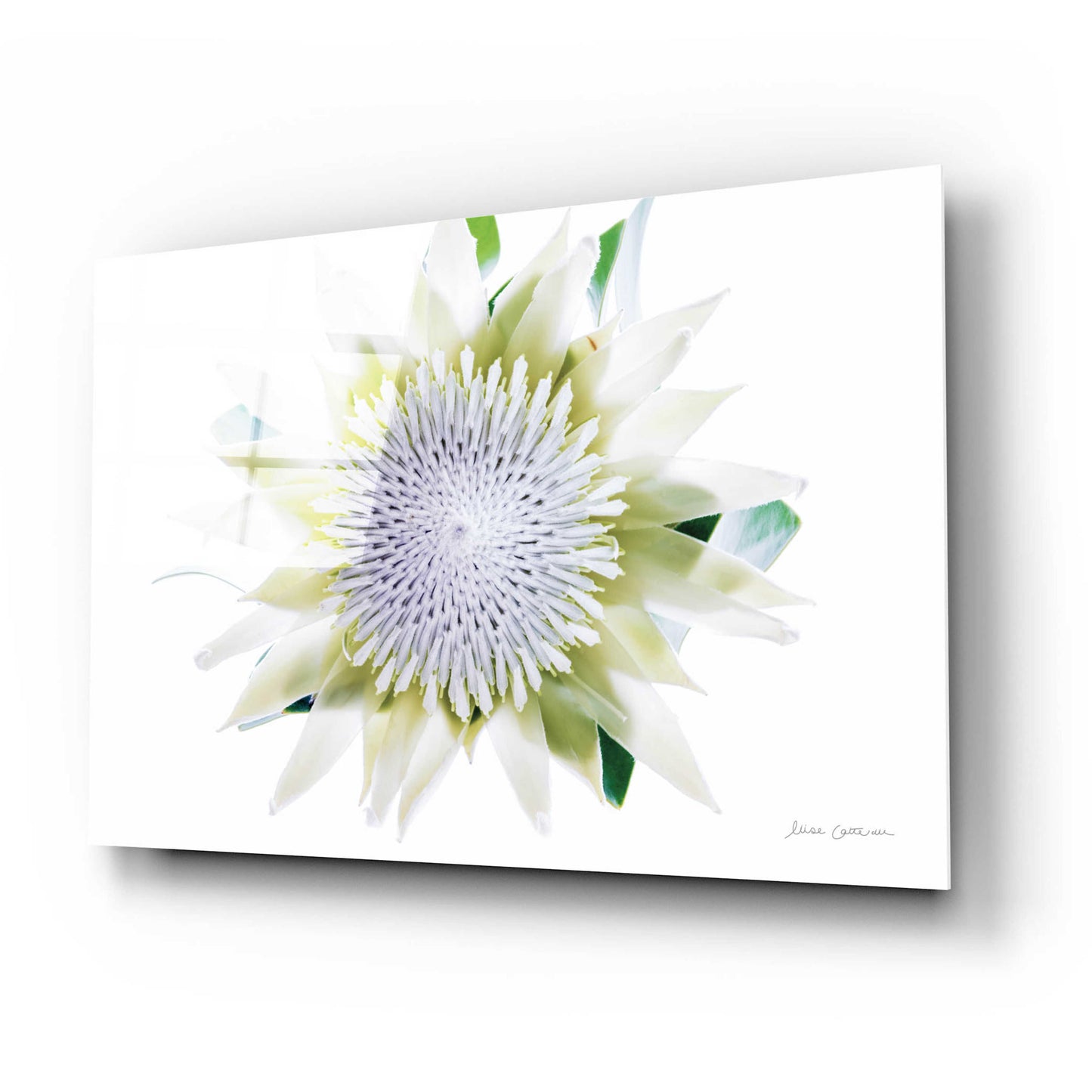 Epic Art 'Protea Center I' by Elise Catterall, Acrylic Glass Wall Art,24x16