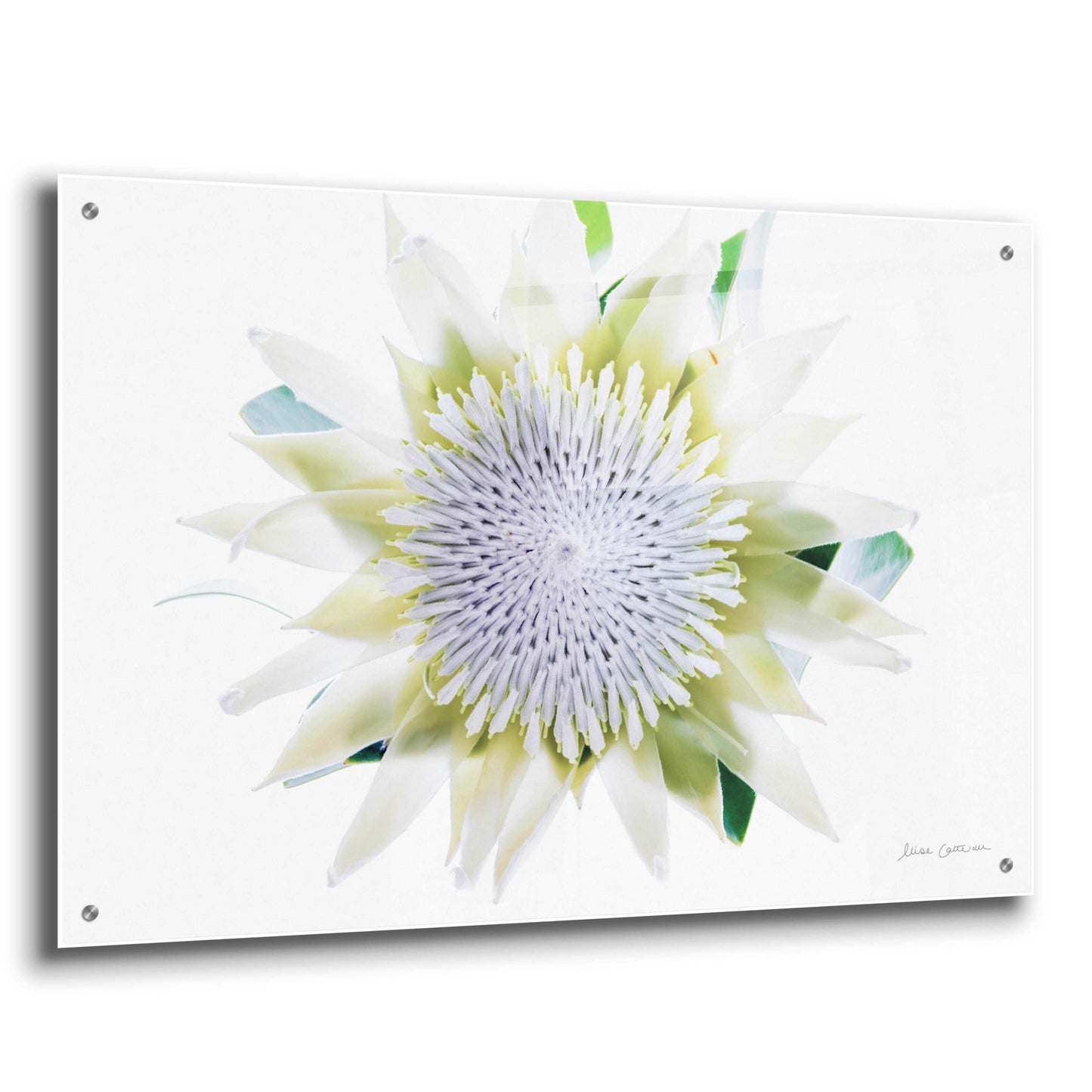 Epic Art 'Protea Center I' by Elise Catterall, Acrylic Glass Wall Art,36x24