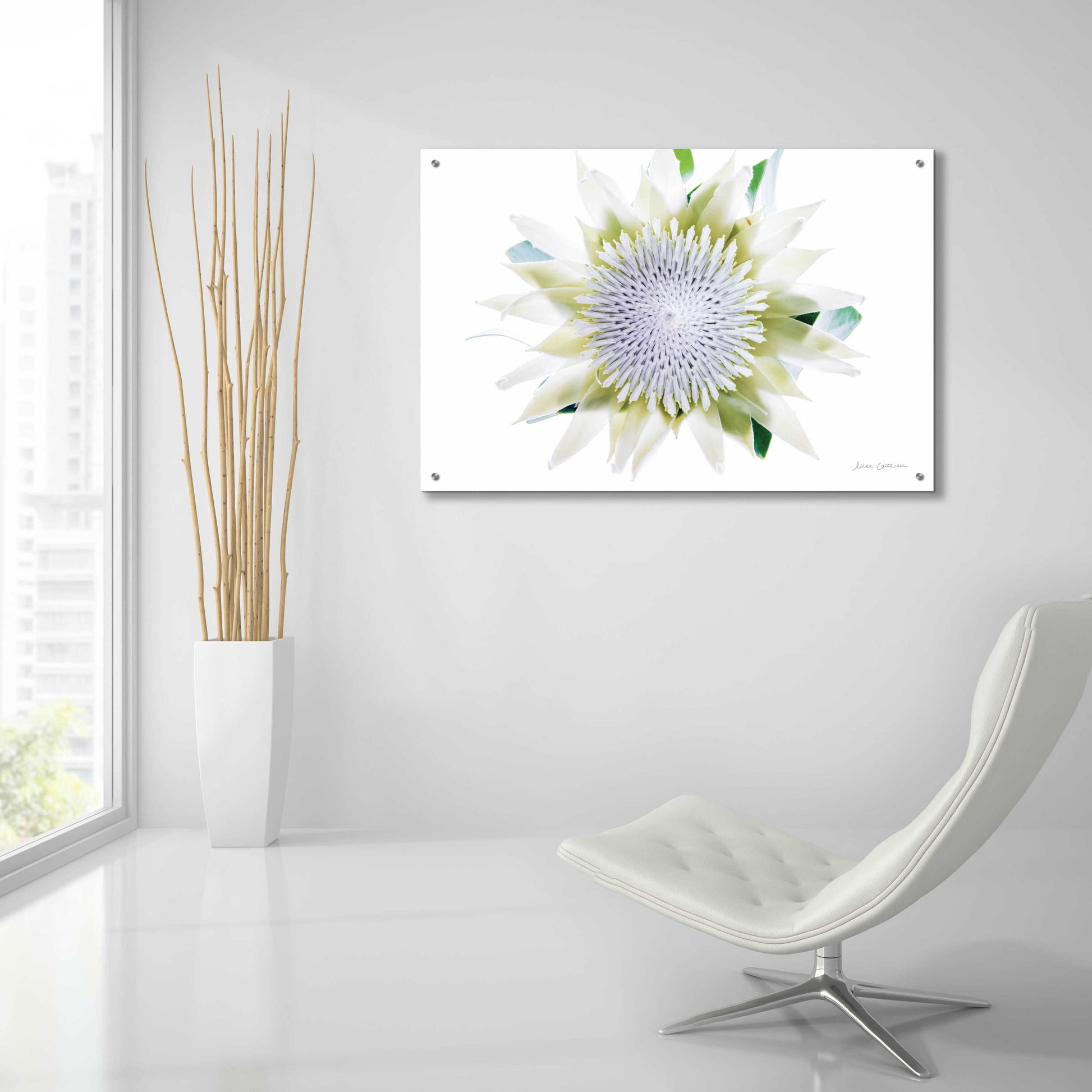 Epic Art 'Protea Center I' by Elise Catterall, Acrylic Glass Wall Art,36x24