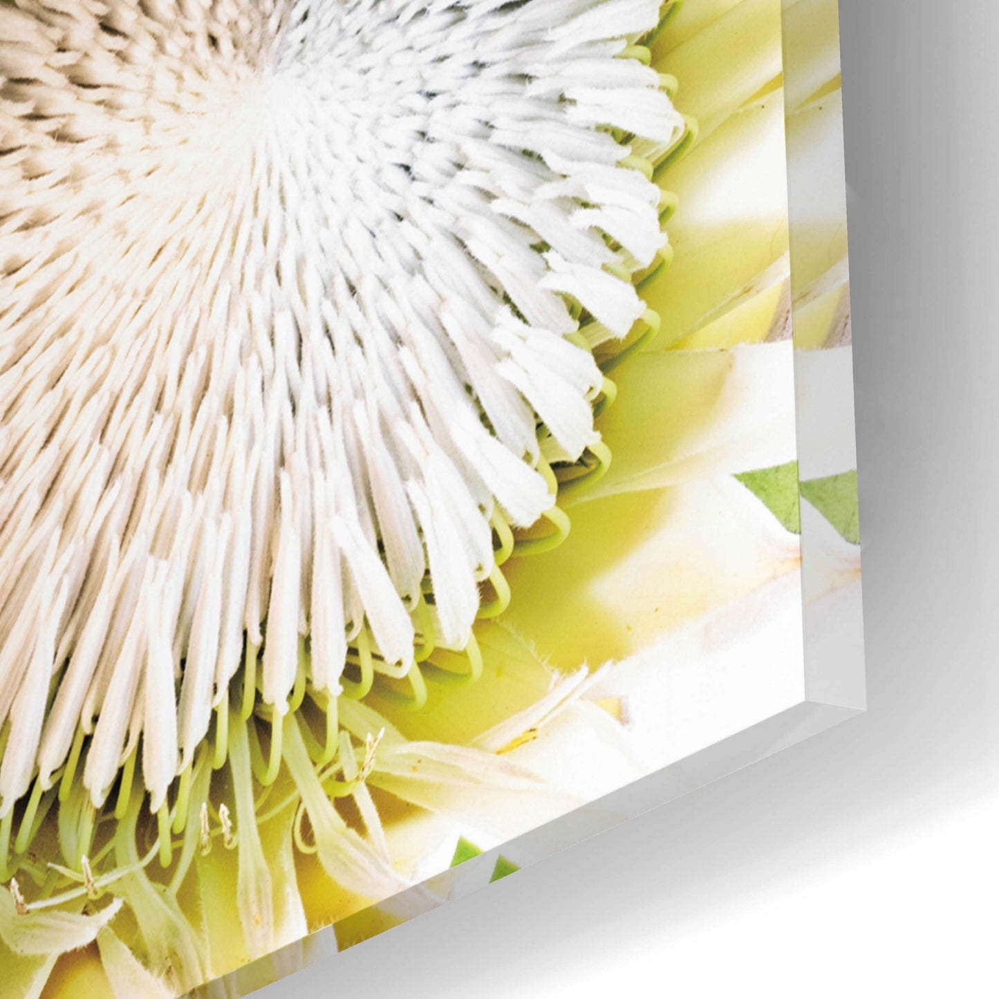 Epic Art 'Protea Bouquet I' by Elise Catterall, Acrylic Glass Wall Art,16x12