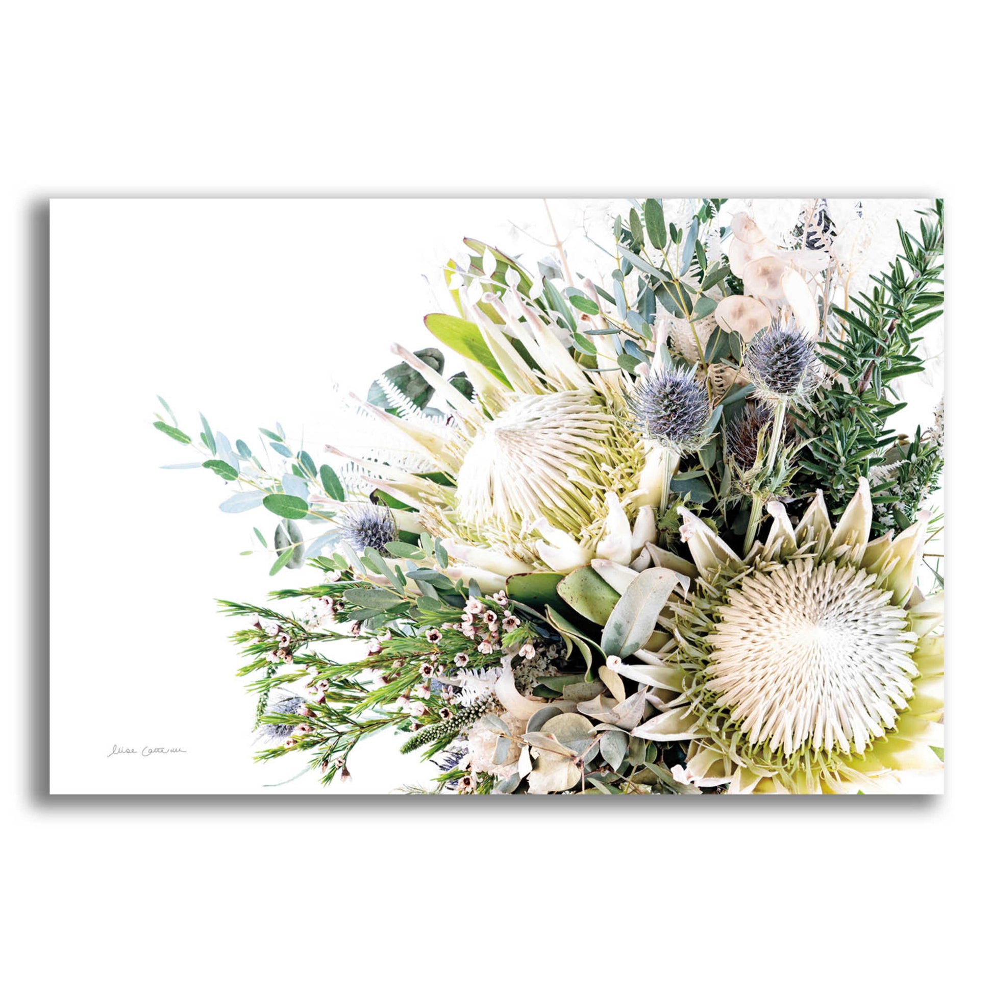 Epic Art 'Protea Bouquet I' by Elise Catterall, Acrylic Glass Wall Art,16x12