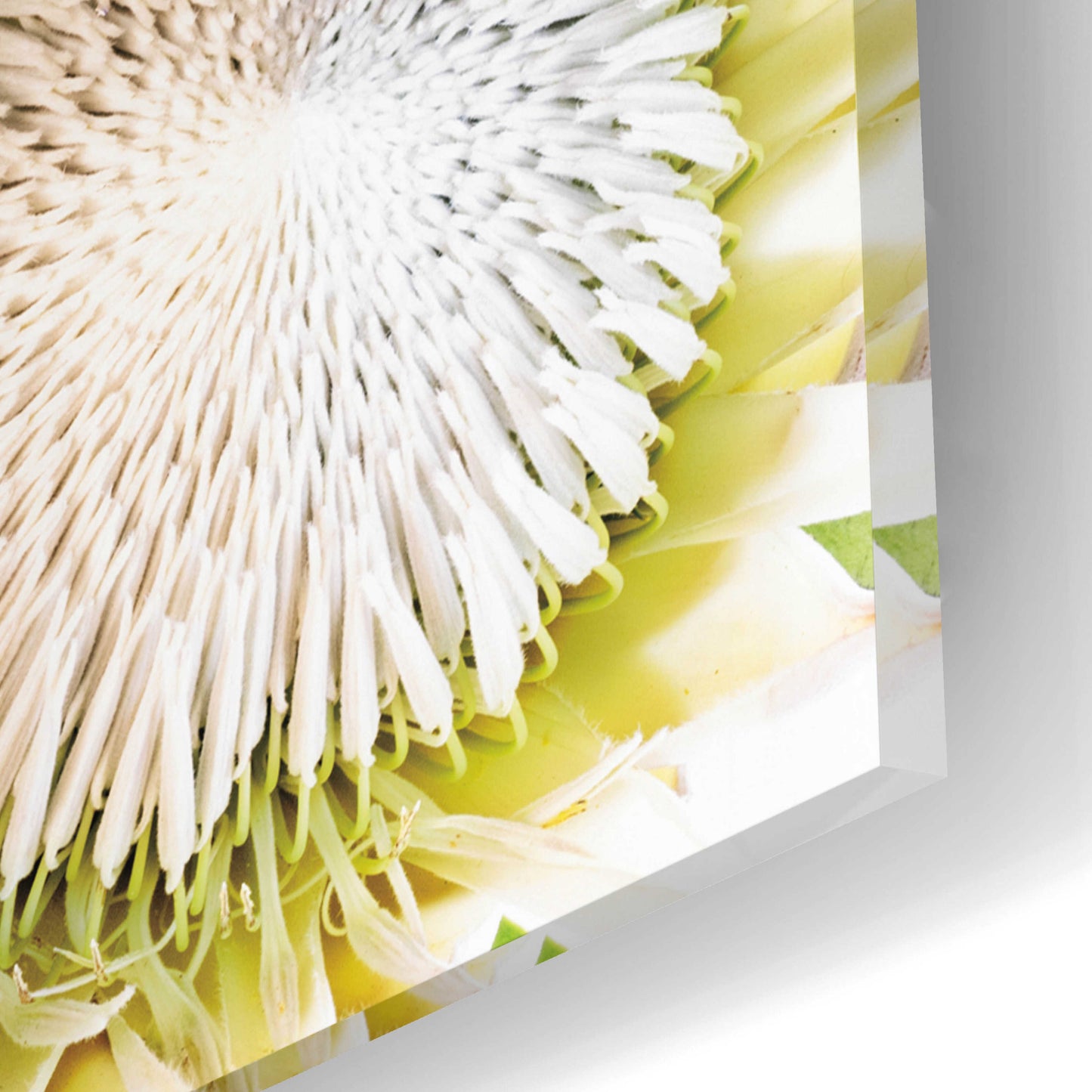 Epic Art 'Protea Bouquet I' by Elise Catterall, Acrylic Glass Wall Art,24x16