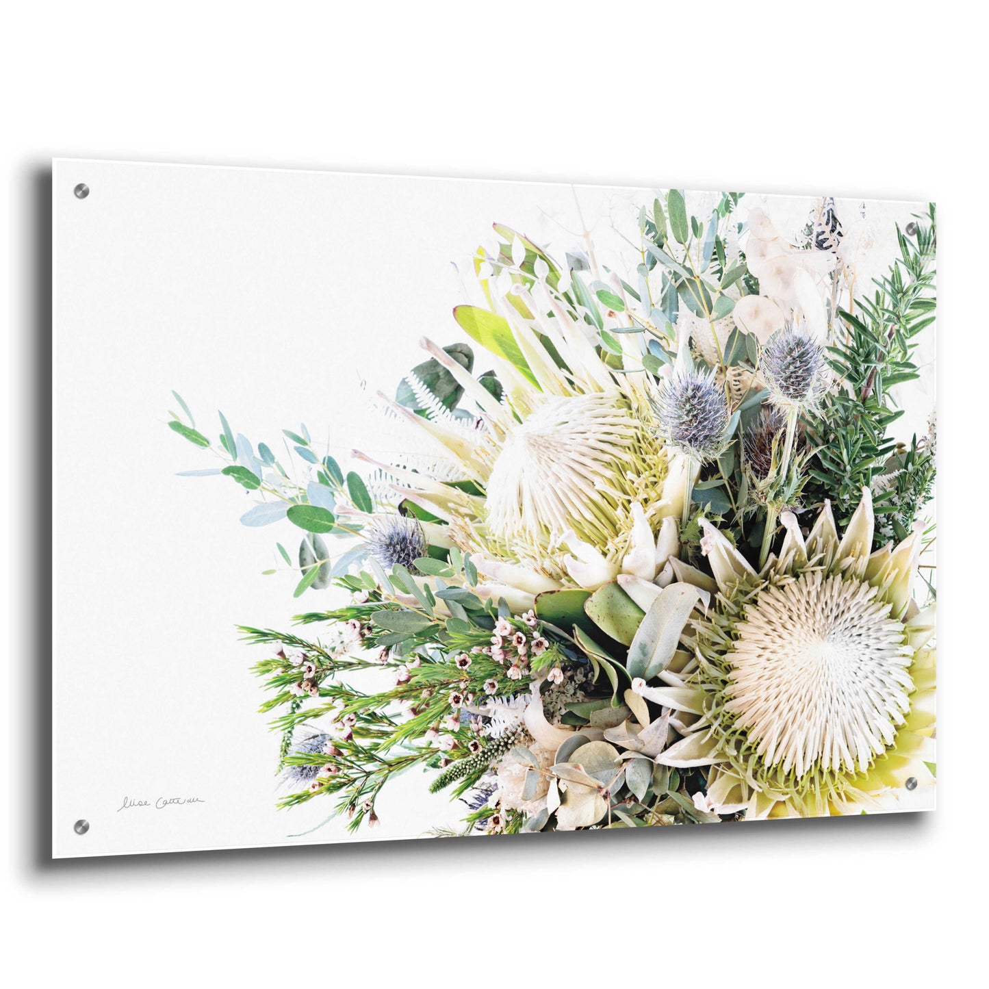 Epic Art 'Protea Bouquet I' by Elise Catterall, Acrylic Glass Wall Art,36x24