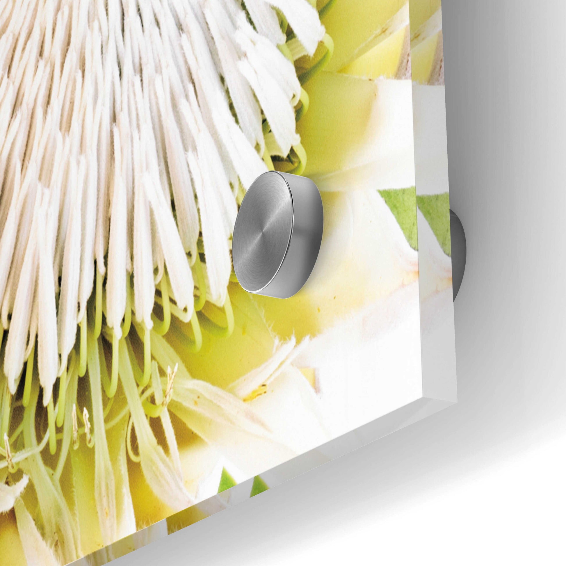 Epic Art 'Protea Bouquet I' by Elise Catterall, Acrylic Glass Wall Art,36x24