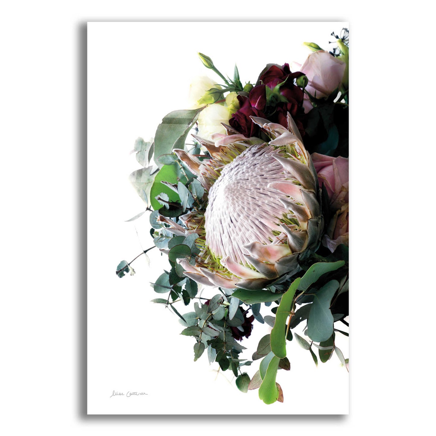 Epic Art 'Protea Bouquet II' by Elise Catterall, Acrylic Glass Wall Art,12x16