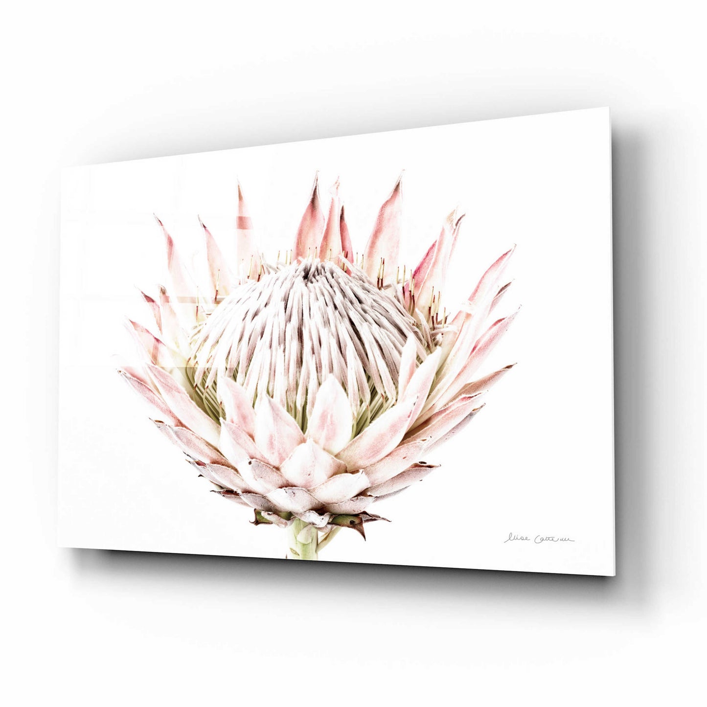 Epic Art 'Pastel Protea I' by Elise Catterall, Acrylic Glass Wall Art,16x12