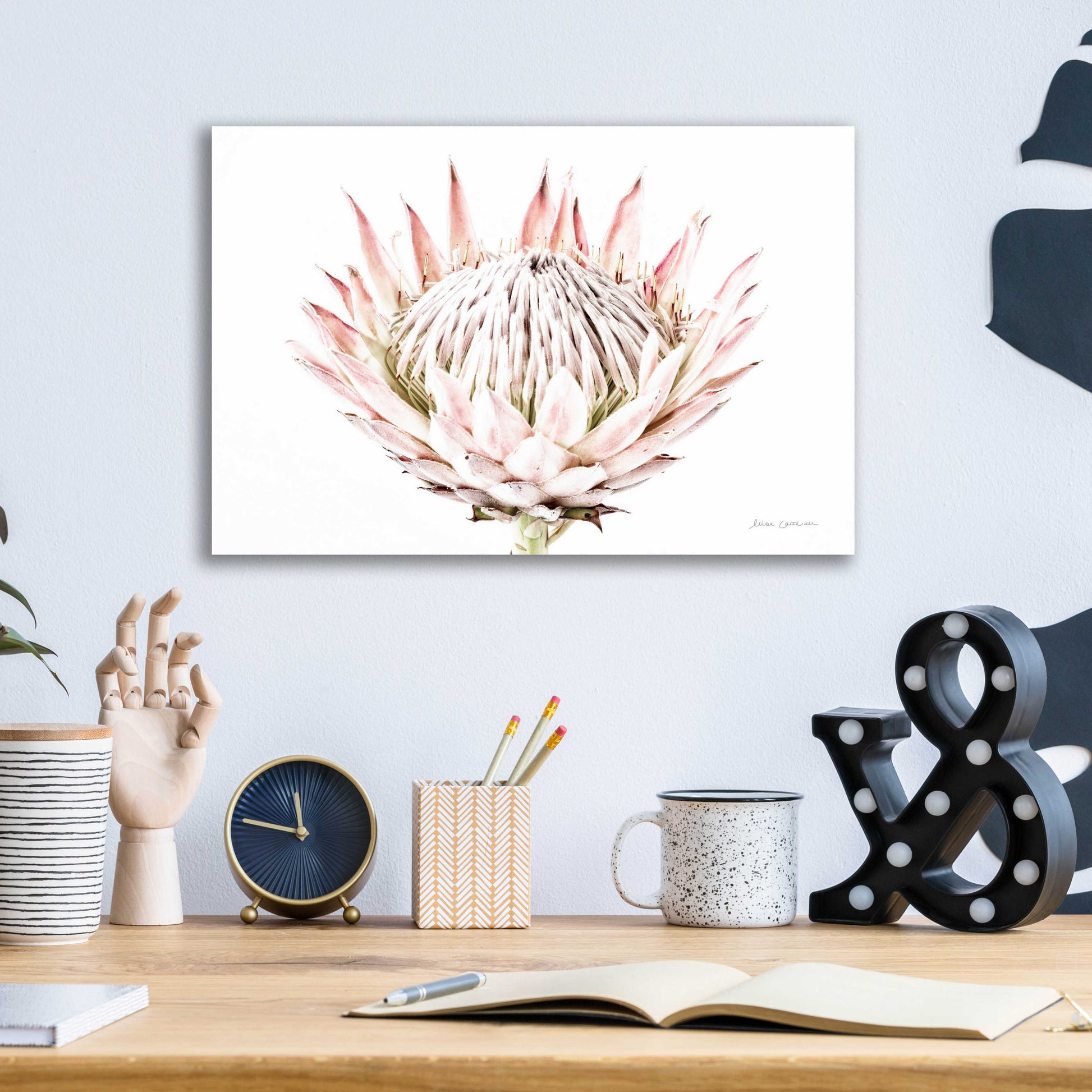 Epic Art 'Pastel Protea I' by Elise Catterall, Acrylic Glass Wall Art,16x12