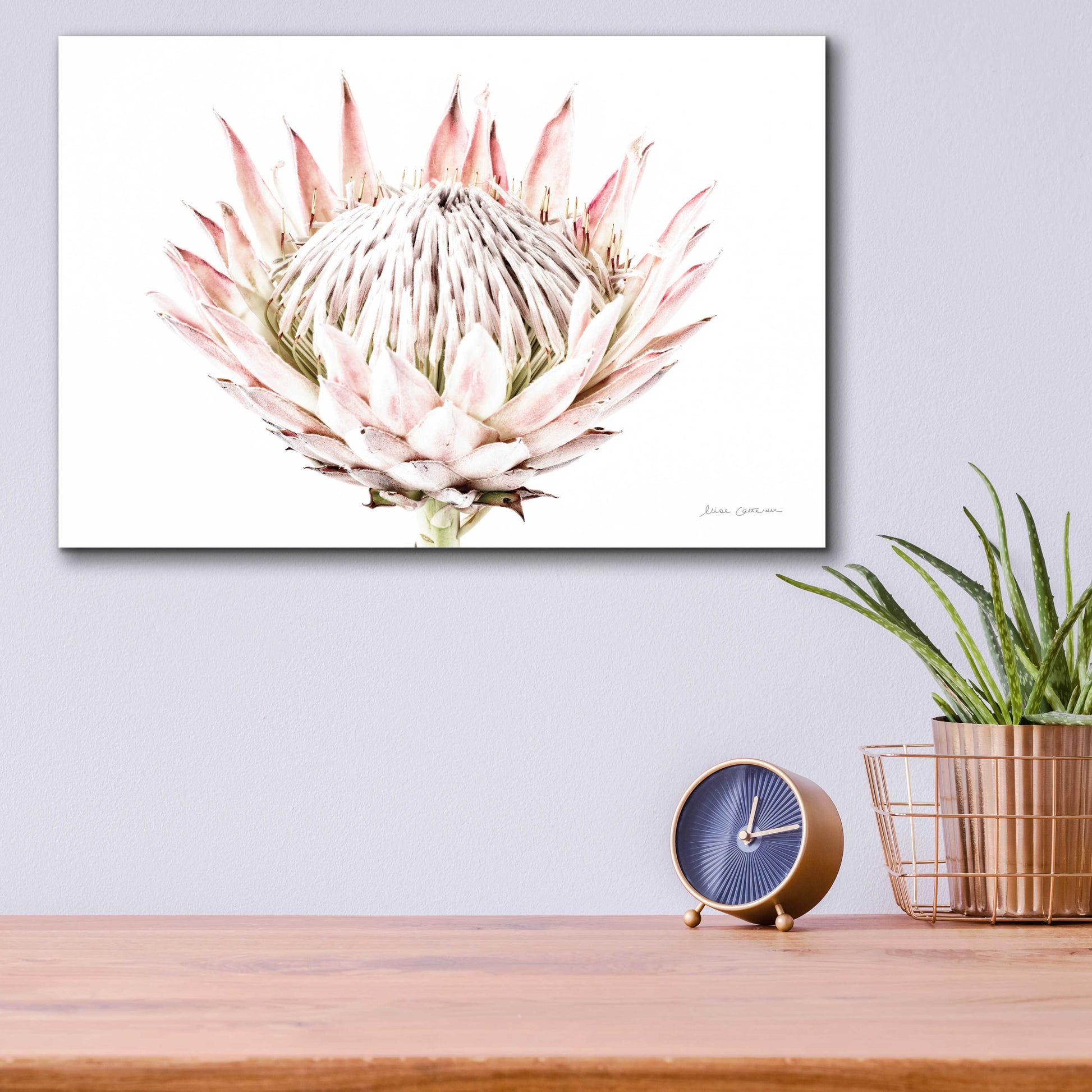 Epic Art 'Pastel Protea I' by Elise Catterall, Acrylic Glass Wall Art,16x12