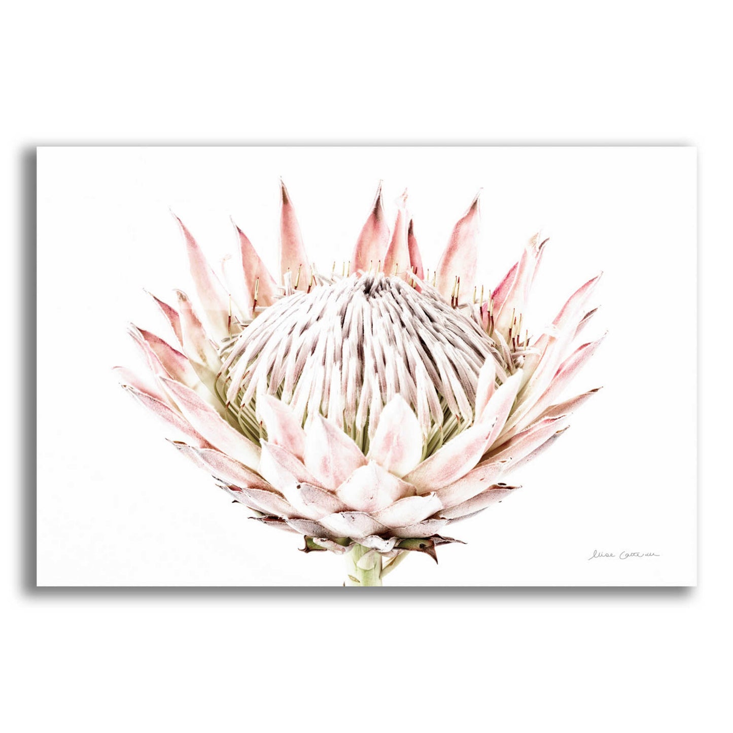 Epic Art 'Pastel Protea I' by Elise Catterall, Acrylic Glass Wall Art,16x12