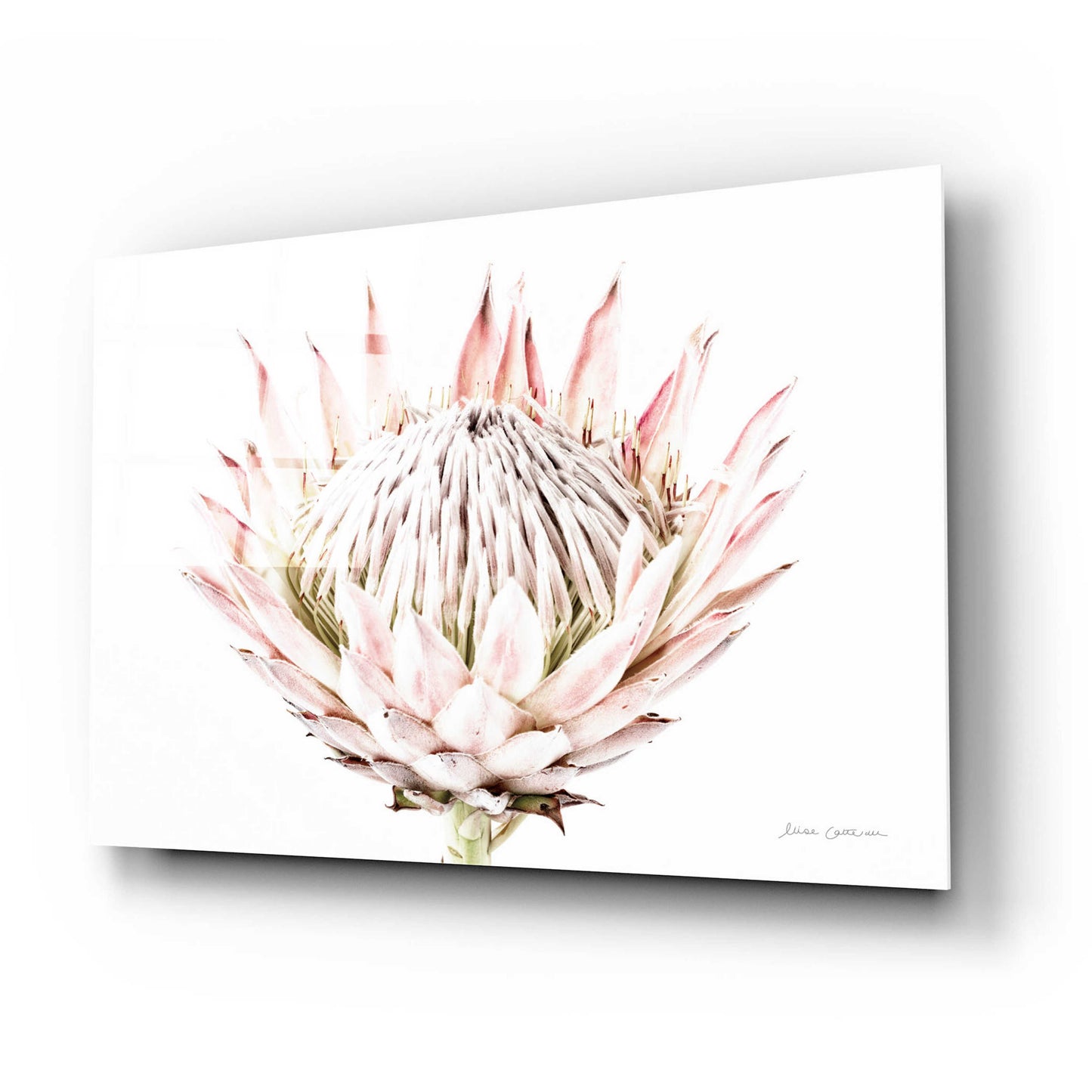 Epic Art 'Pastel Protea I' by Elise Catterall, Acrylic Glass Wall Art,24x16