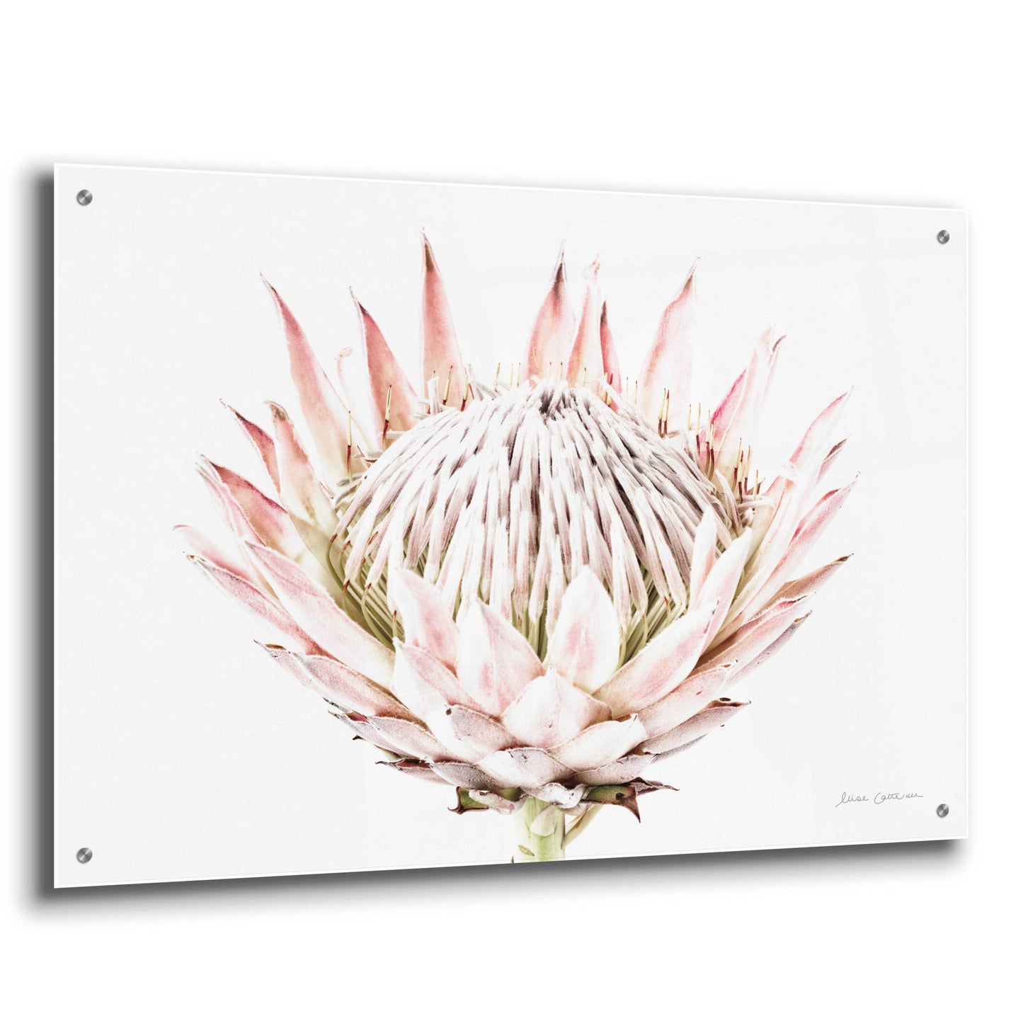 Epic Art 'Pastel Protea I' by Elise Catterall, Acrylic Glass Wall Art,36x24