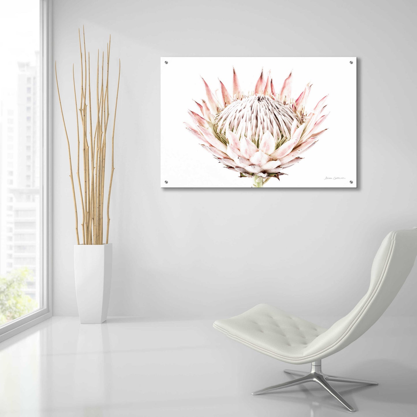 Epic Art 'Pastel Protea I' by Elise Catterall, Acrylic Glass Wall Art,36x24