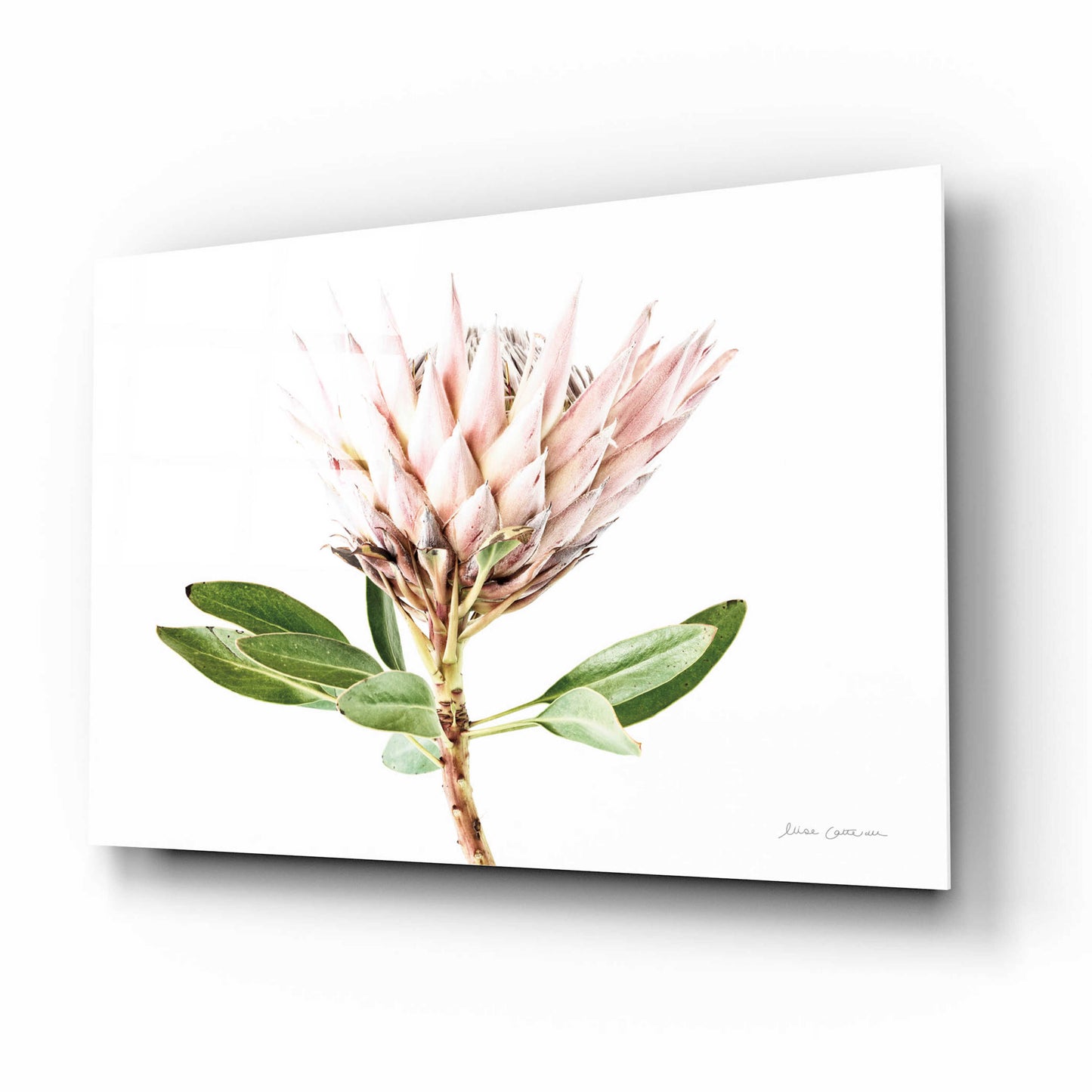 Epic Art 'Pastel Protea II' by Elise Catterall, Acrylic Glass Wall Art,16x12