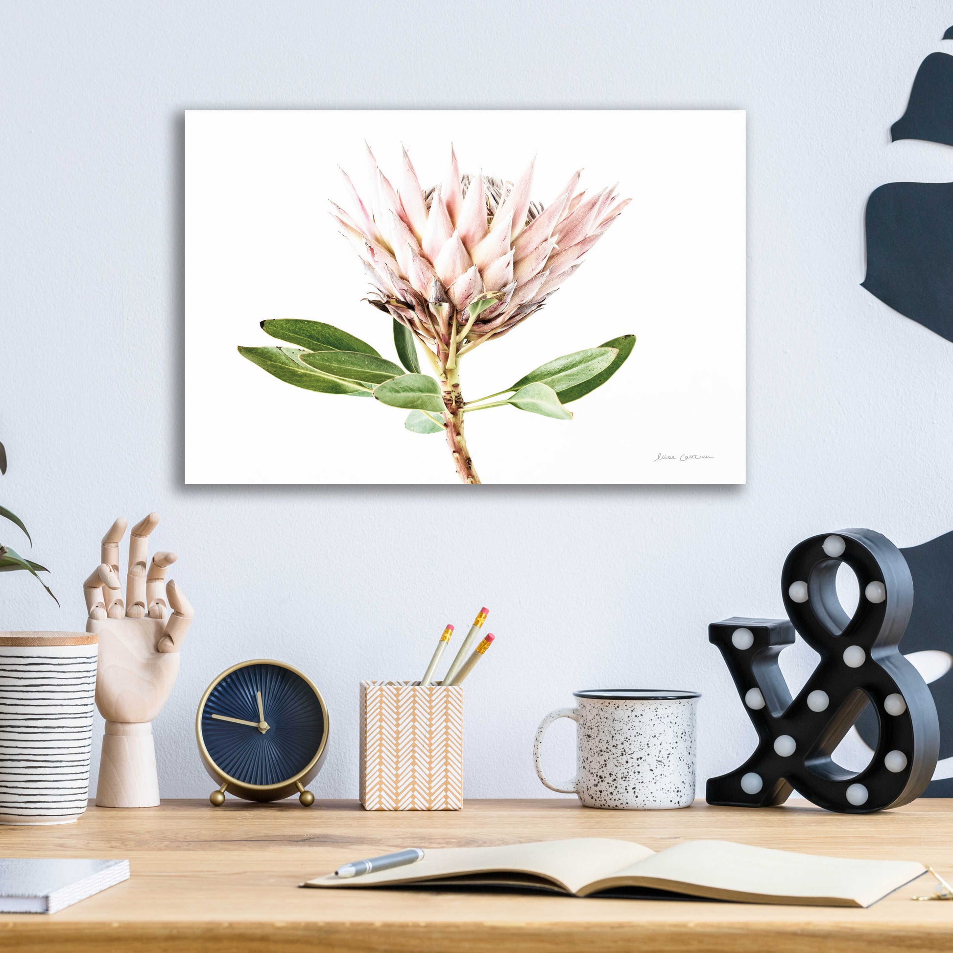 Epic Art 'Pastel Protea II' by Elise Catterall, Acrylic Glass Wall Art,16x12