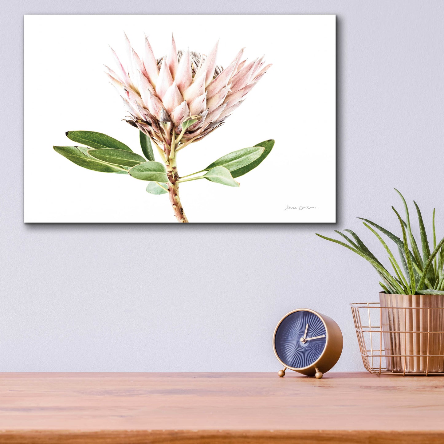 Epic Art 'Pastel Protea II' by Elise Catterall, Acrylic Glass Wall Art,16x12