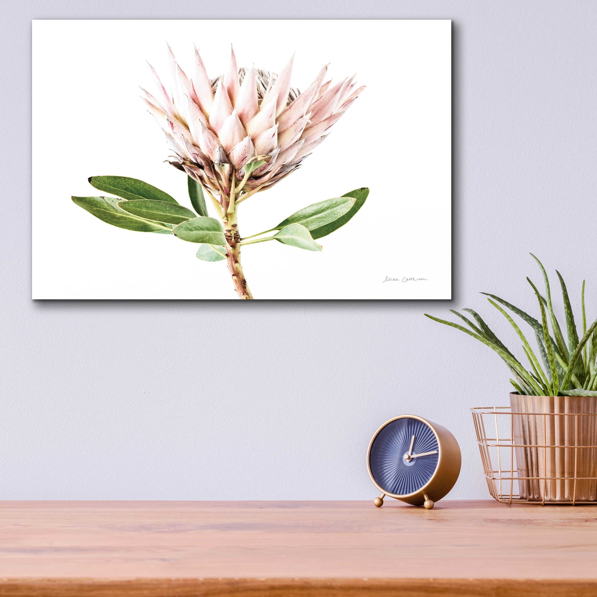 Epic Art 'Pastel Protea II' by Elise Catterall, Acrylic Glass Wall Art,16x12