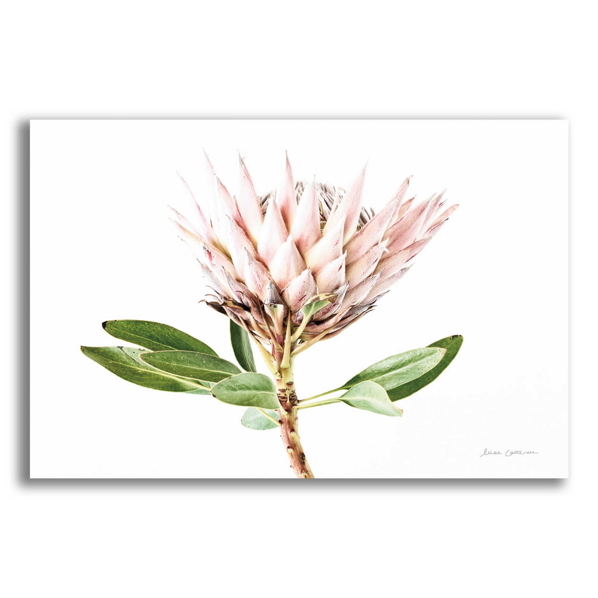 Epic Art 'Pastel Protea II' by Elise Catterall, Acrylic Glass Wall Art,16x12