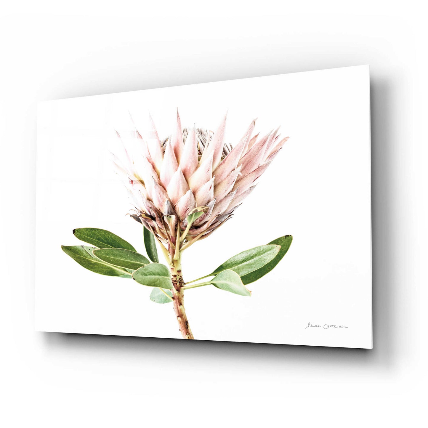 Epic Art 'Pastel Protea II' by Elise Catterall, Acrylic Glass Wall Art,24x16