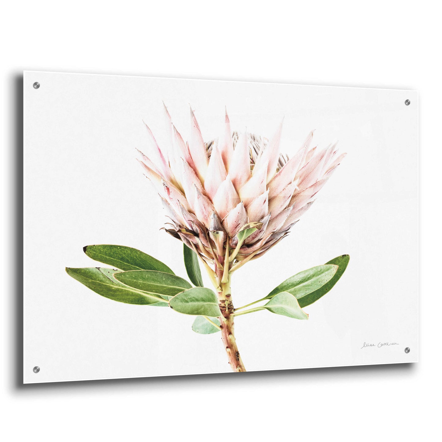 Epic Art 'Pastel Protea II' by Elise Catterall, Acrylic Glass Wall Art,36x24