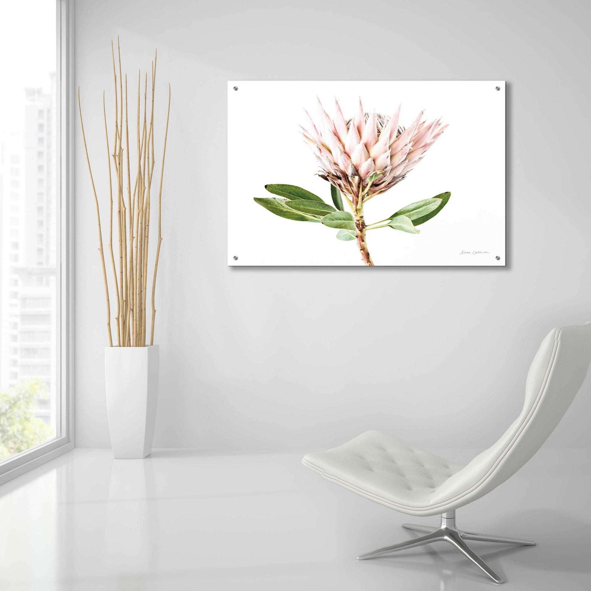 Epic Art 'Pastel Protea II' by Elise Catterall, Acrylic Glass Wall Art,36x24