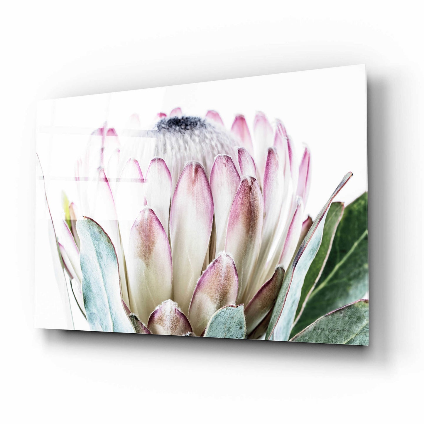 Epic Art 'Pale Protea Detail I' by Elise Catterall, Acrylic Glass Wall Art,16x12