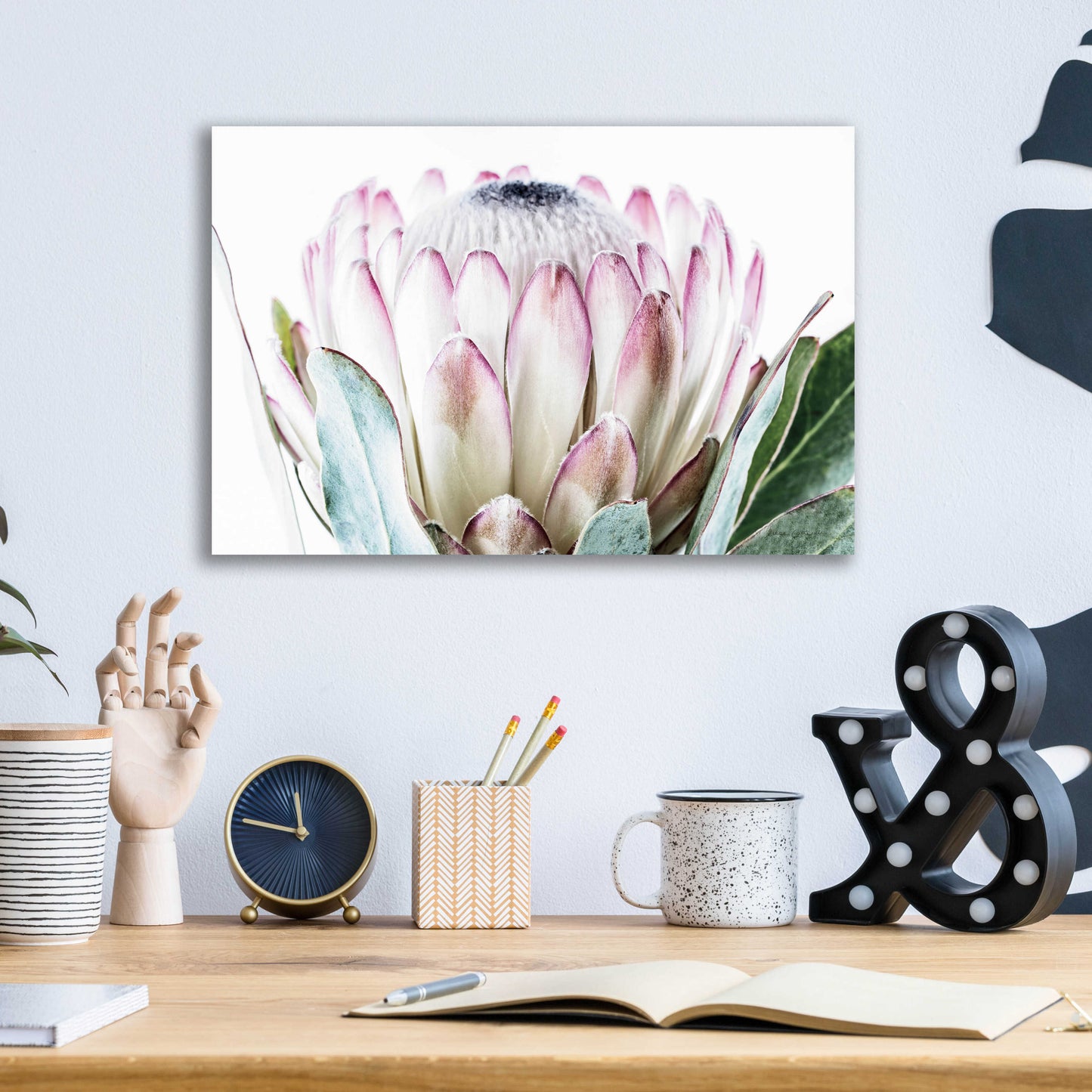 Epic Art 'Pale Protea Detail I' by Elise Catterall, Acrylic Glass Wall Art,16x12