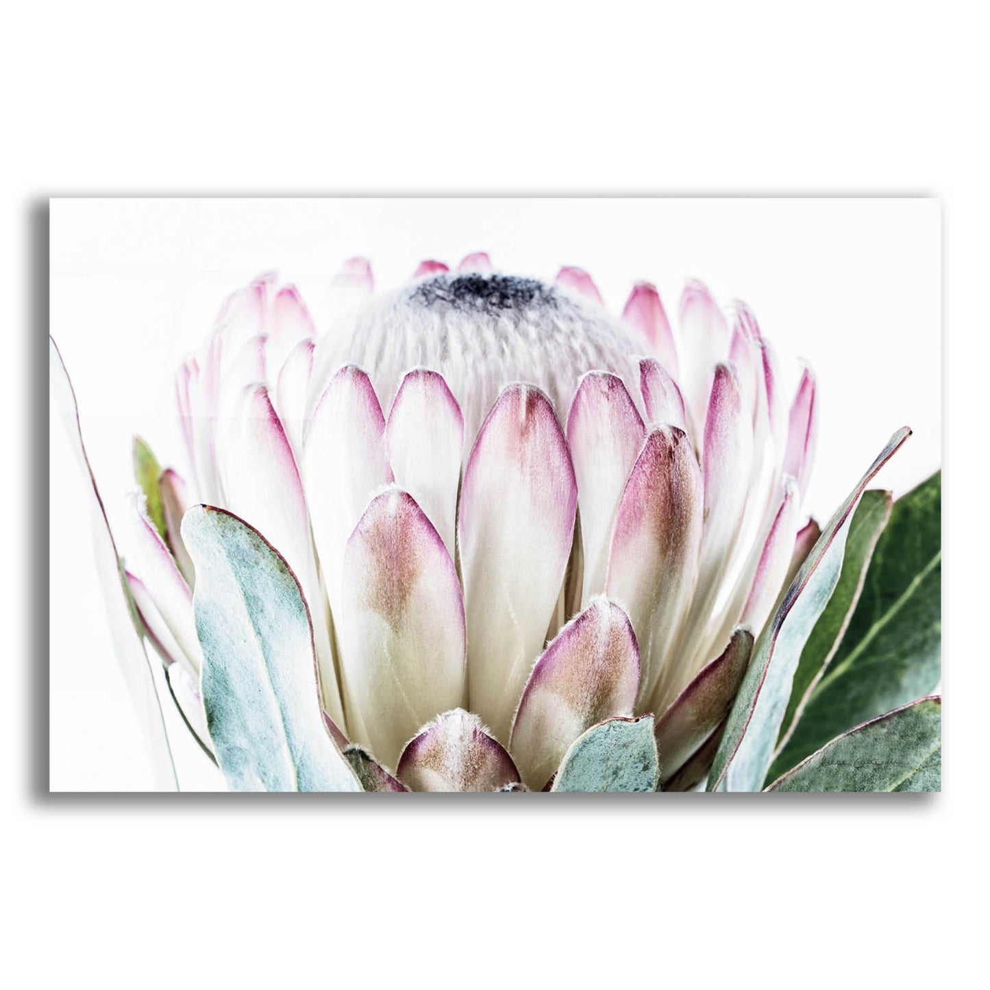 Epic Art 'Pale Protea Detail I' by Elise Catterall, Acrylic Glass Wall Art,16x12