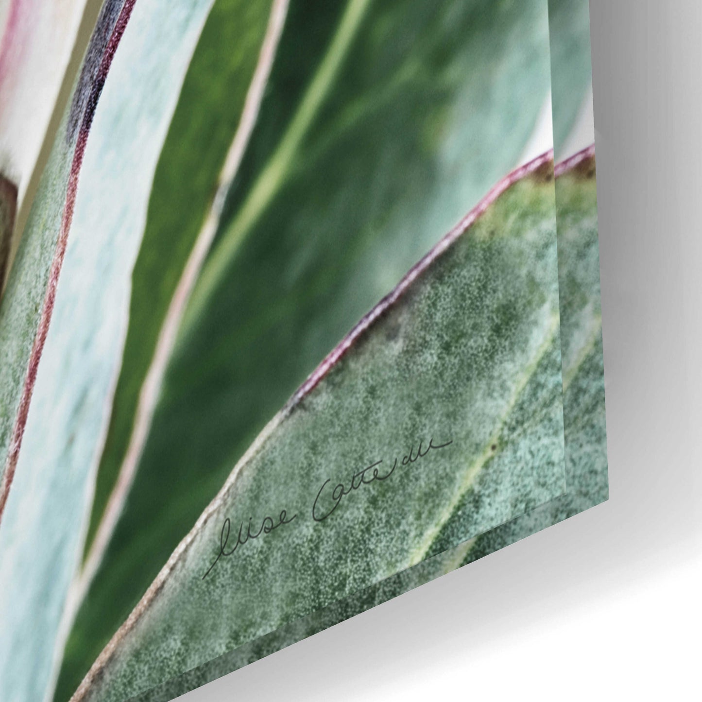 Epic Art 'Pale Protea Detail I' by Elise Catterall, Acrylic Glass Wall Art,24x16