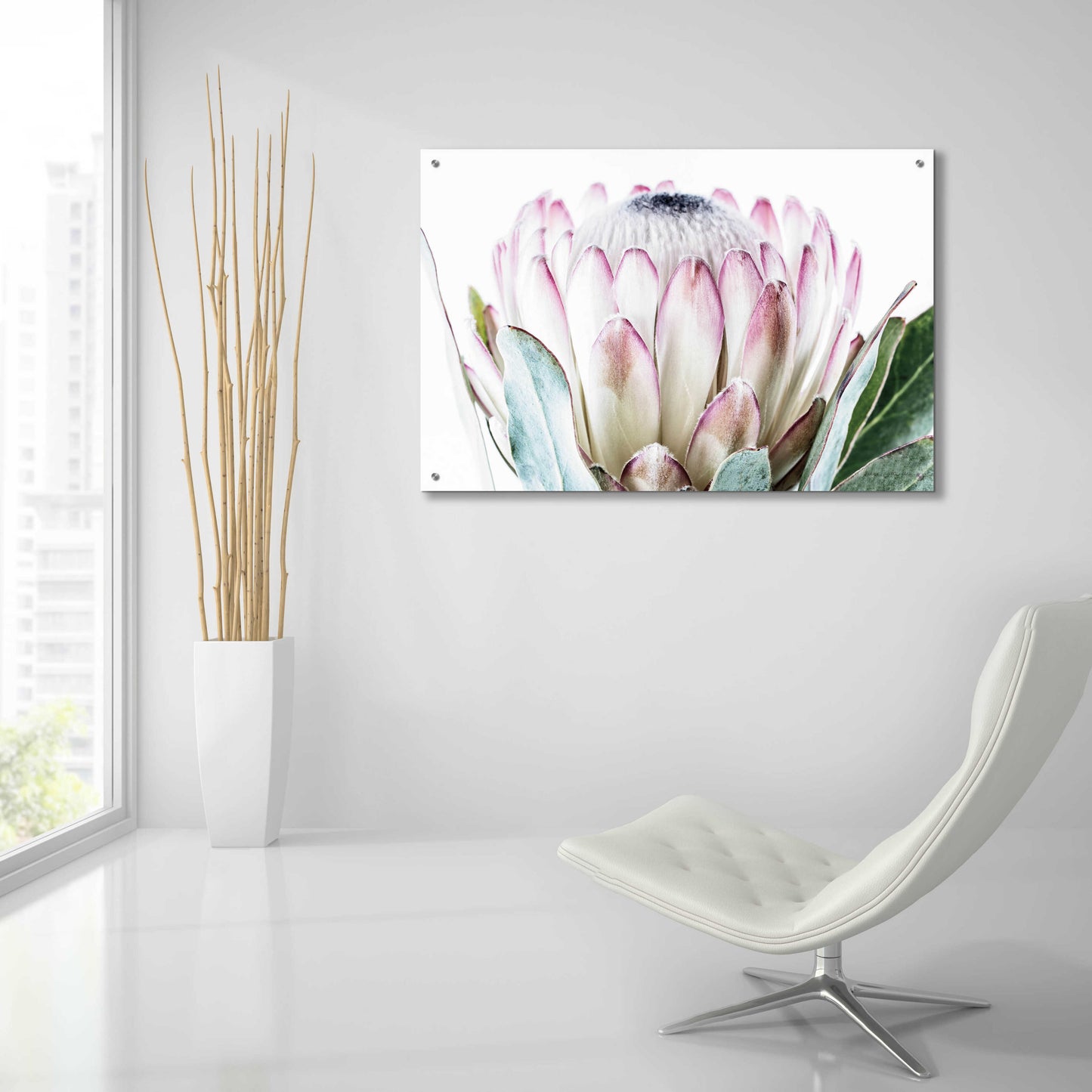 Epic Art 'Pale Protea Detail I' by Elise Catterall, Acrylic Glass Wall Art,36x24