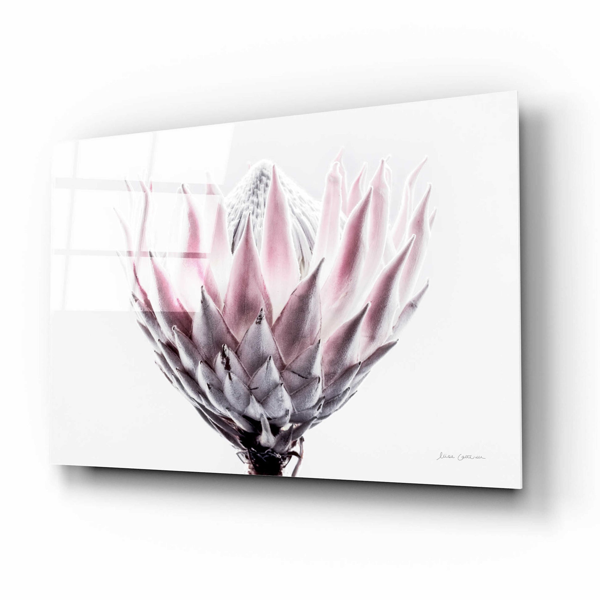 Epic Art 'Pale Protea Detail II' by Elise Catterall, Acrylic Glass Wall Art,16x12