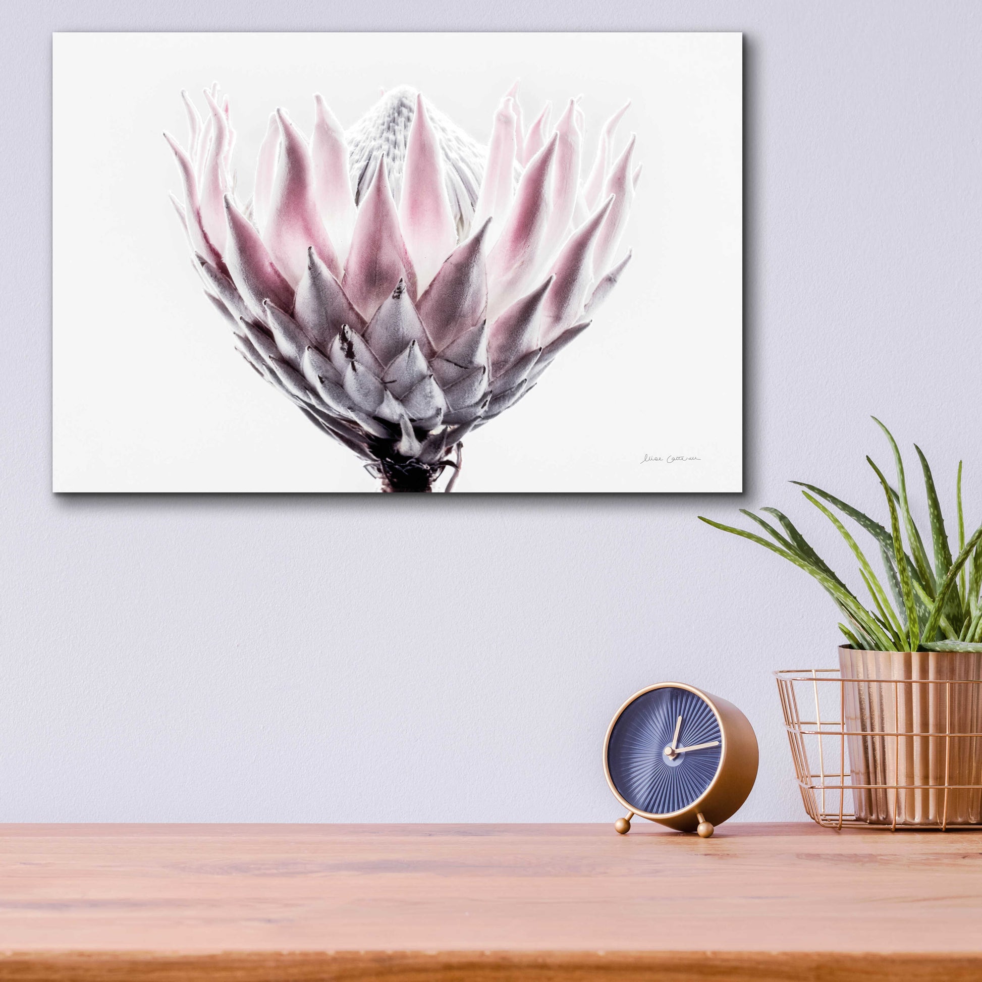 Epic Art 'Pale Protea Detail II' by Elise Catterall, Acrylic Glass Wall Art,16x12