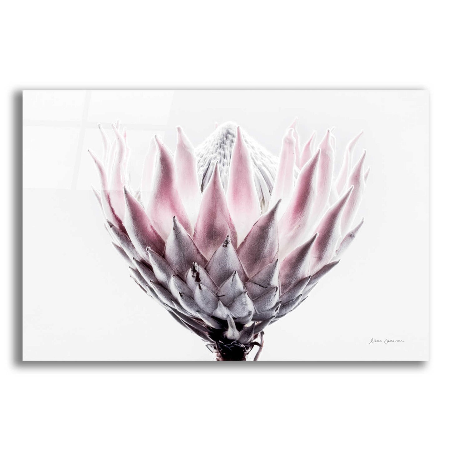 Epic Art 'Pale Protea Detail II' by Elise Catterall, Acrylic Glass Wall Art,16x12