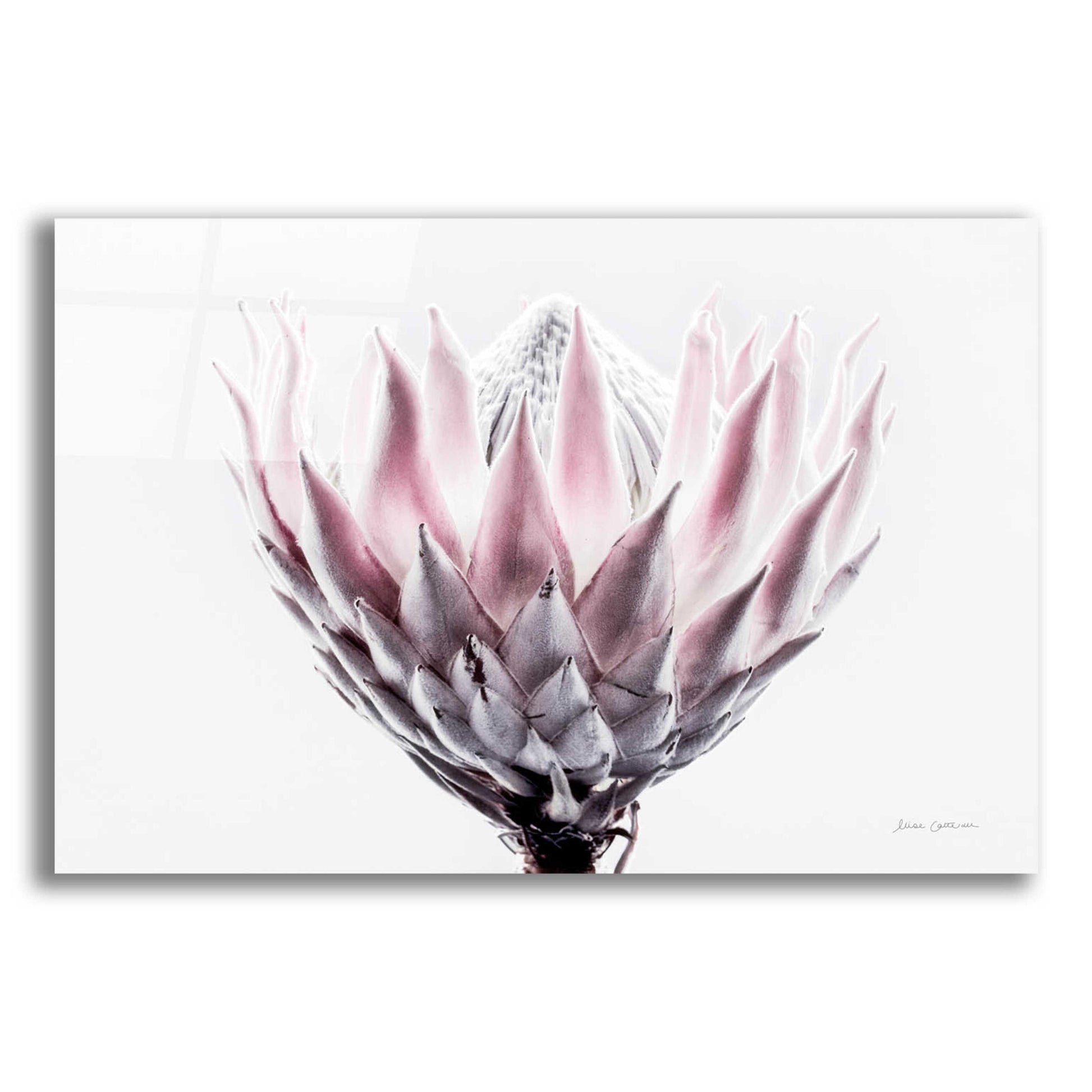 Epic Art 'Pale Protea Detail II' by Elise Catterall, Acrylic Glass Wall Art,24x16